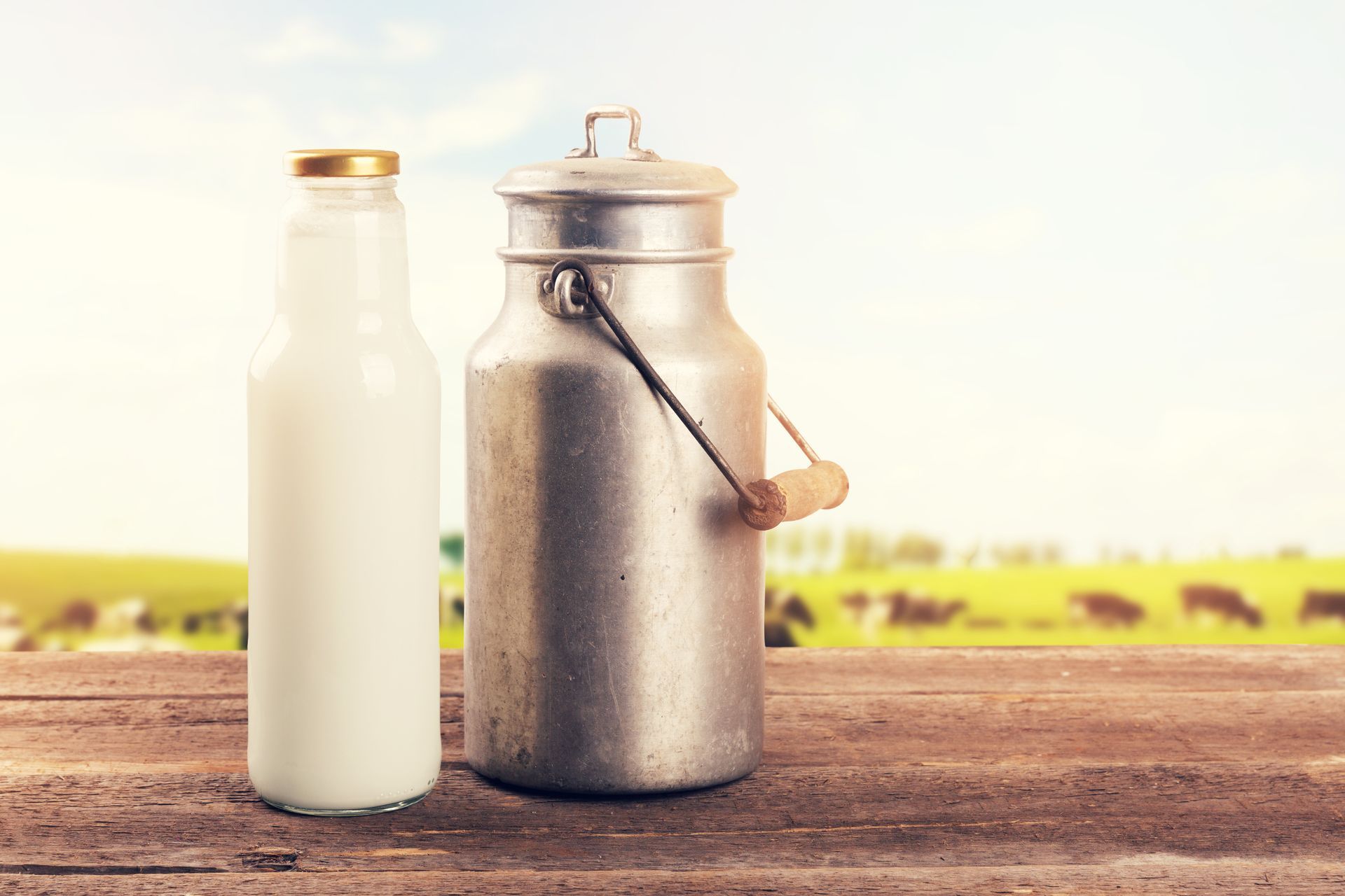 A milk can and bottle on a table near a cow pasture meadow.