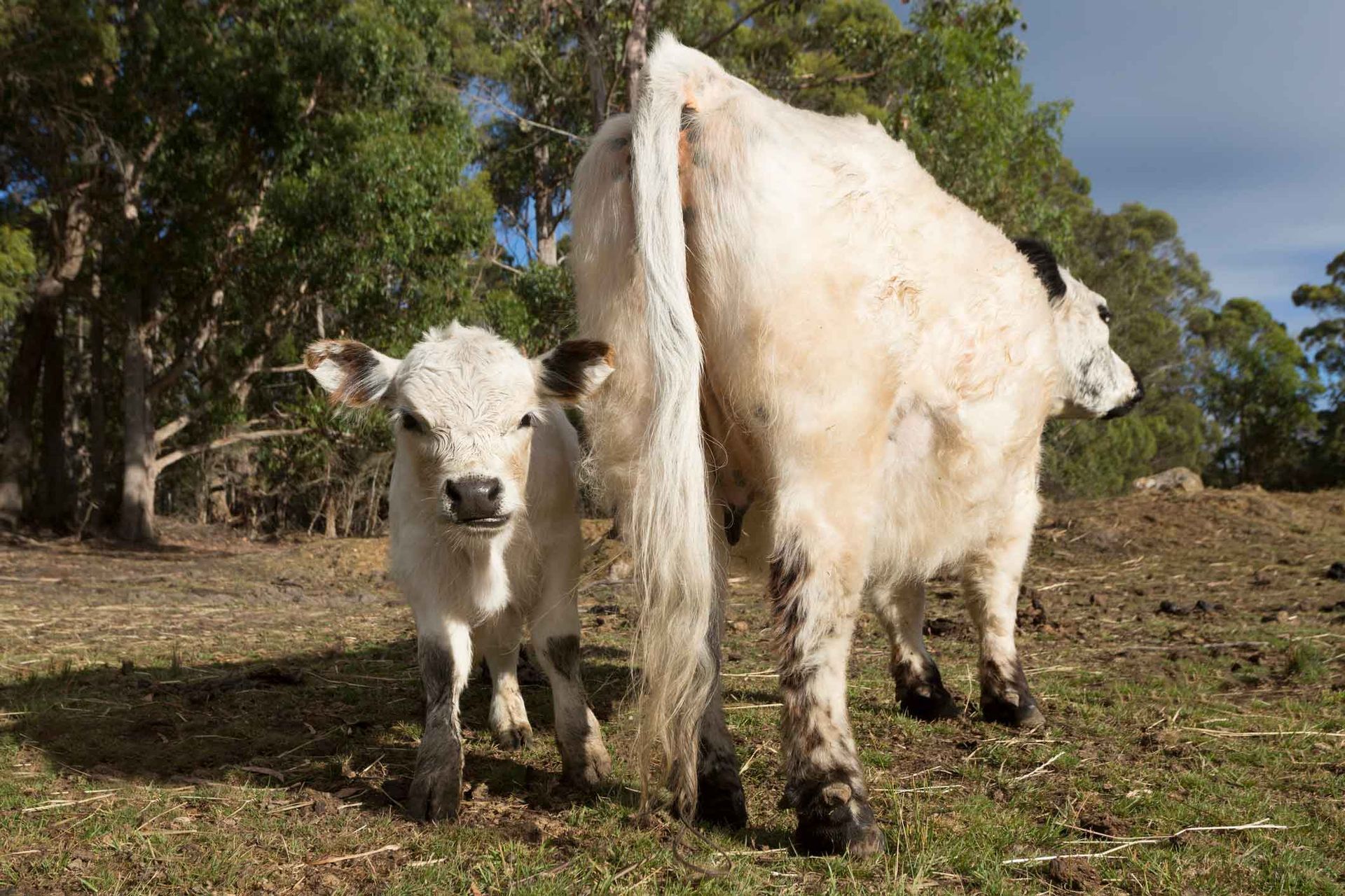 A cow and a calf are standing next to each other in a field.