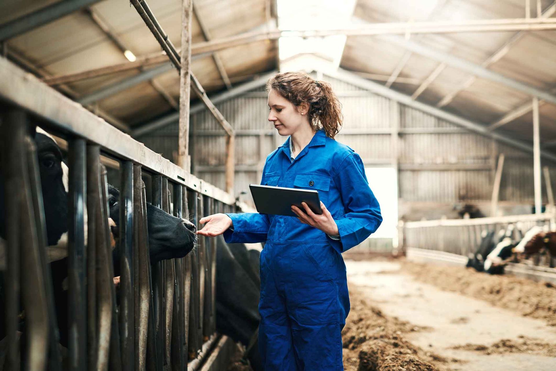 A woman is standing in a barn holding a tablet.