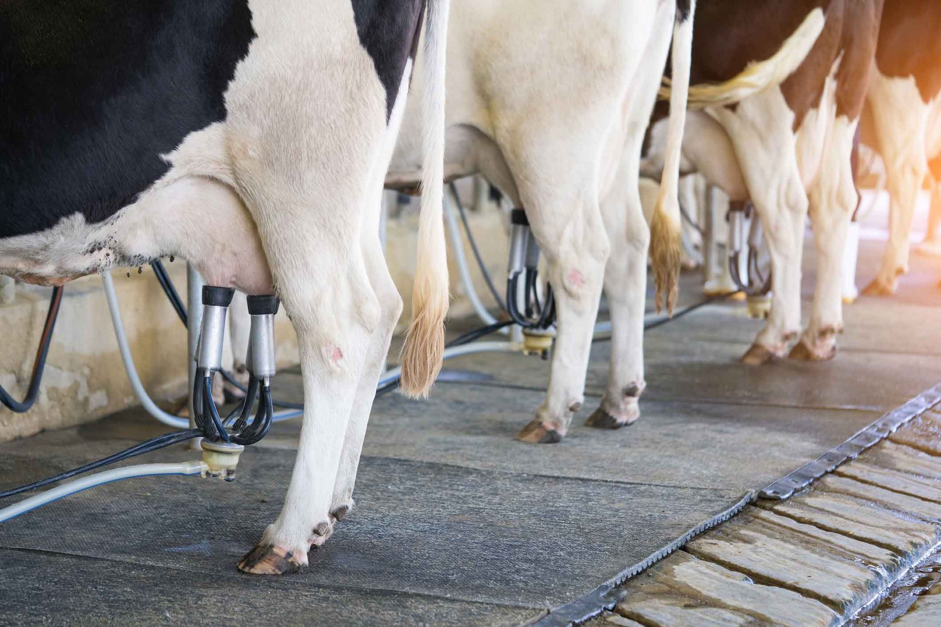 A herd of cows are being milked in a dairy farm.
