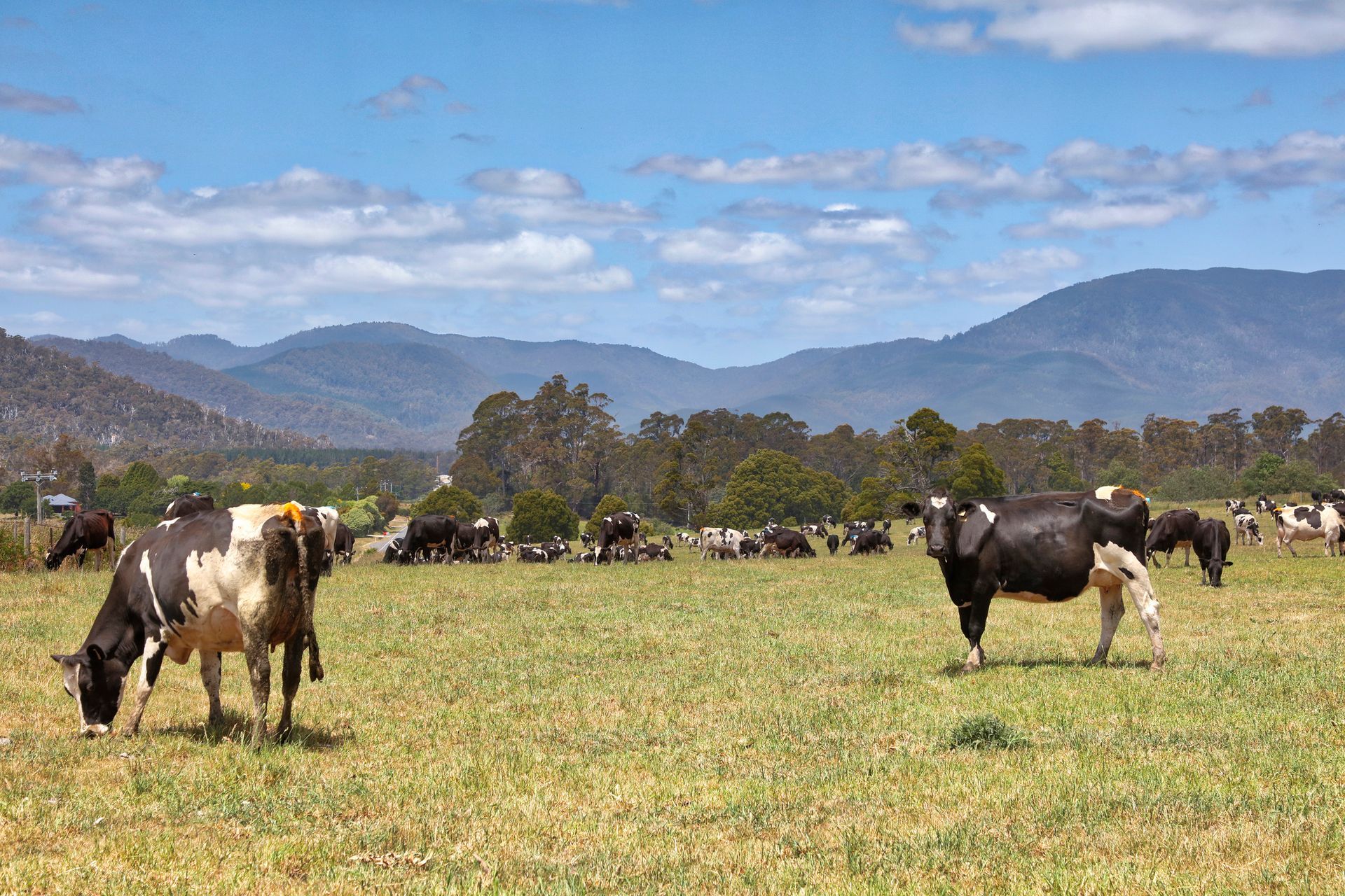 A herd of cows grazing in a grassy field with mountains in the background.