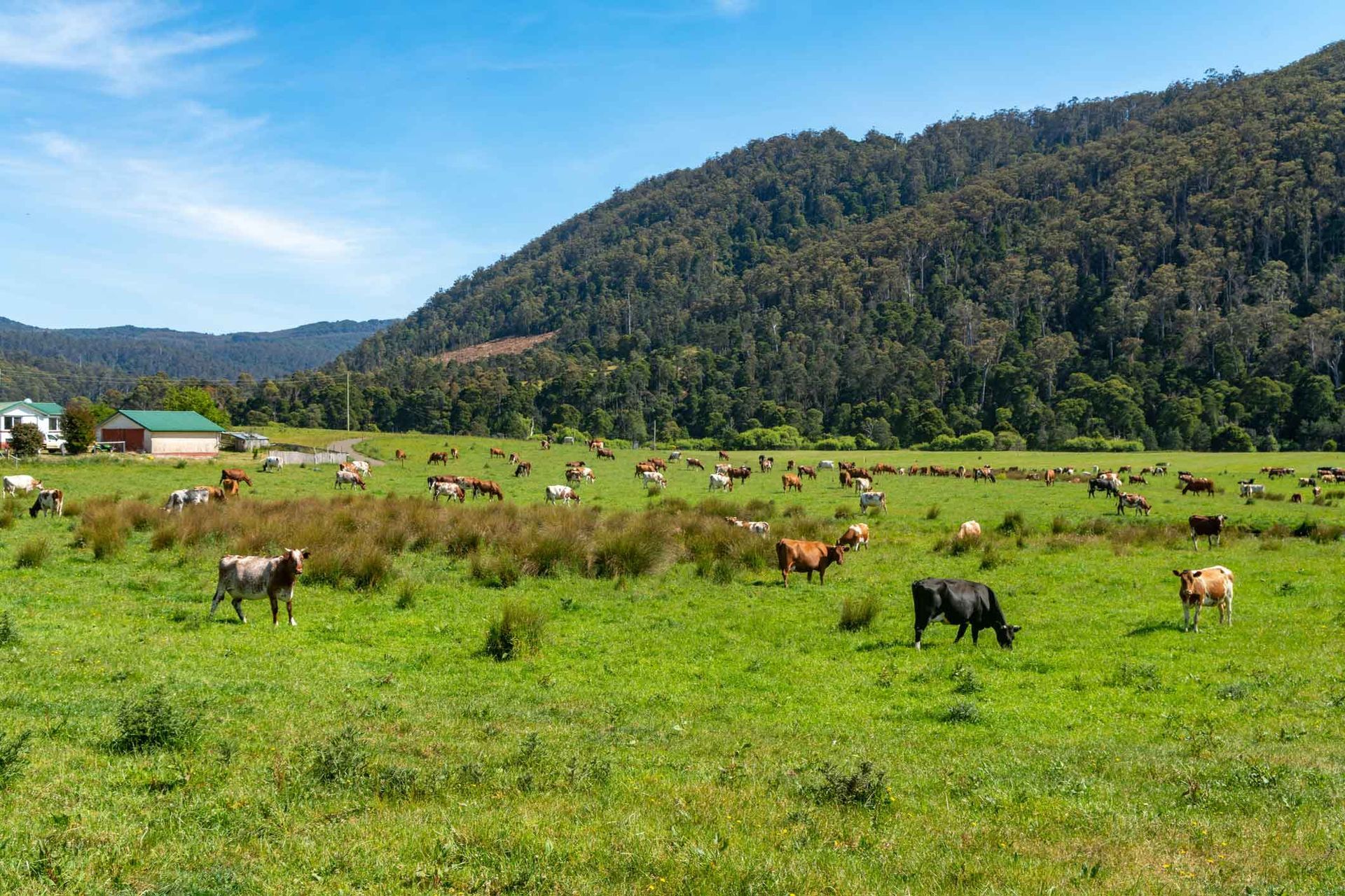 A herd of cows grazing in a grassy field with mountains in the background.