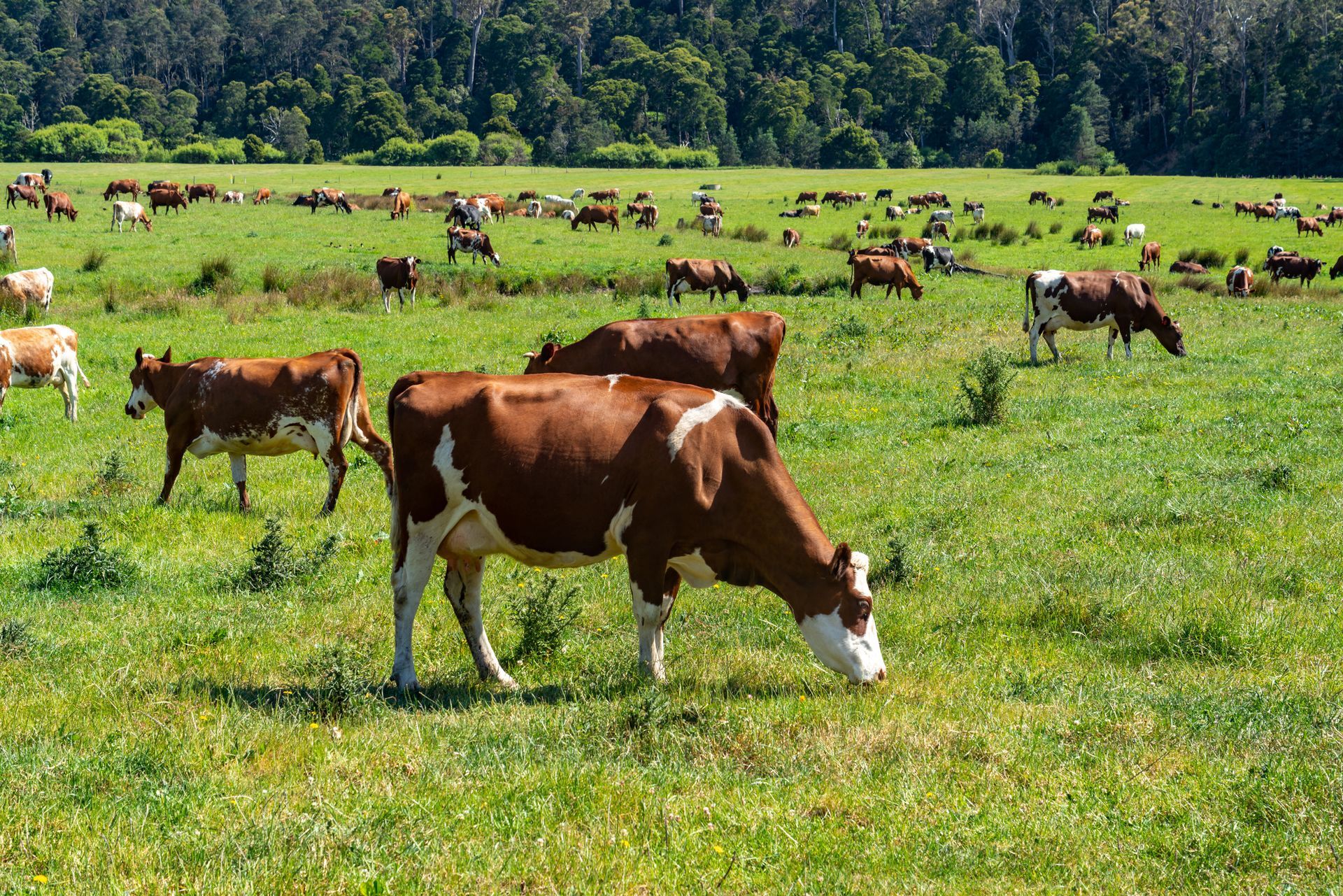 A herd of cows are grazing in a grassy field.