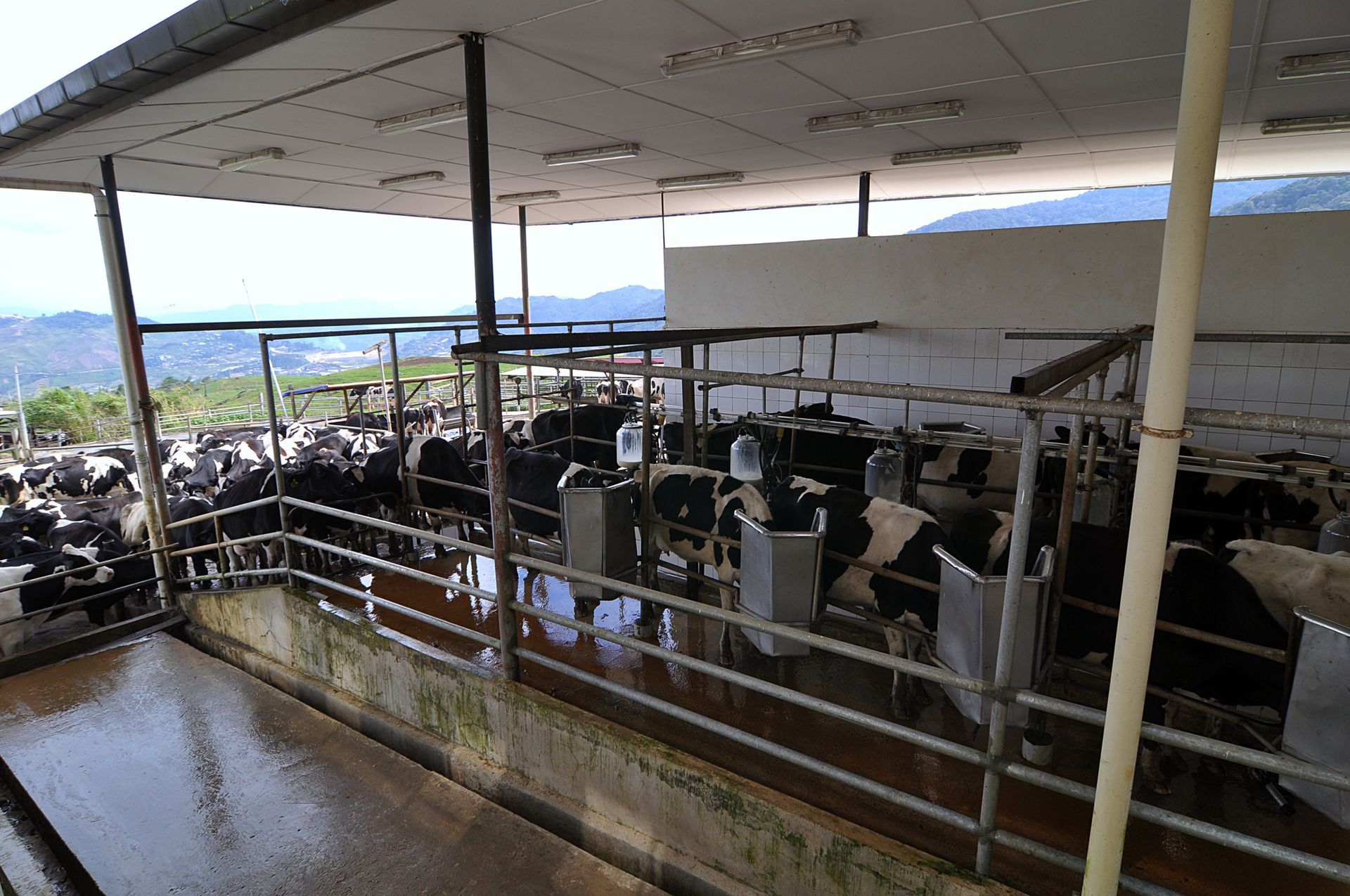 A large herd of cows are standing in a barn.