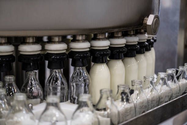 Empty bottles being filled with milk on production line.
