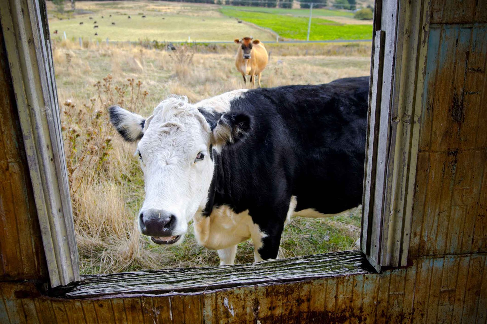 A black and white cow is looking out of a window.