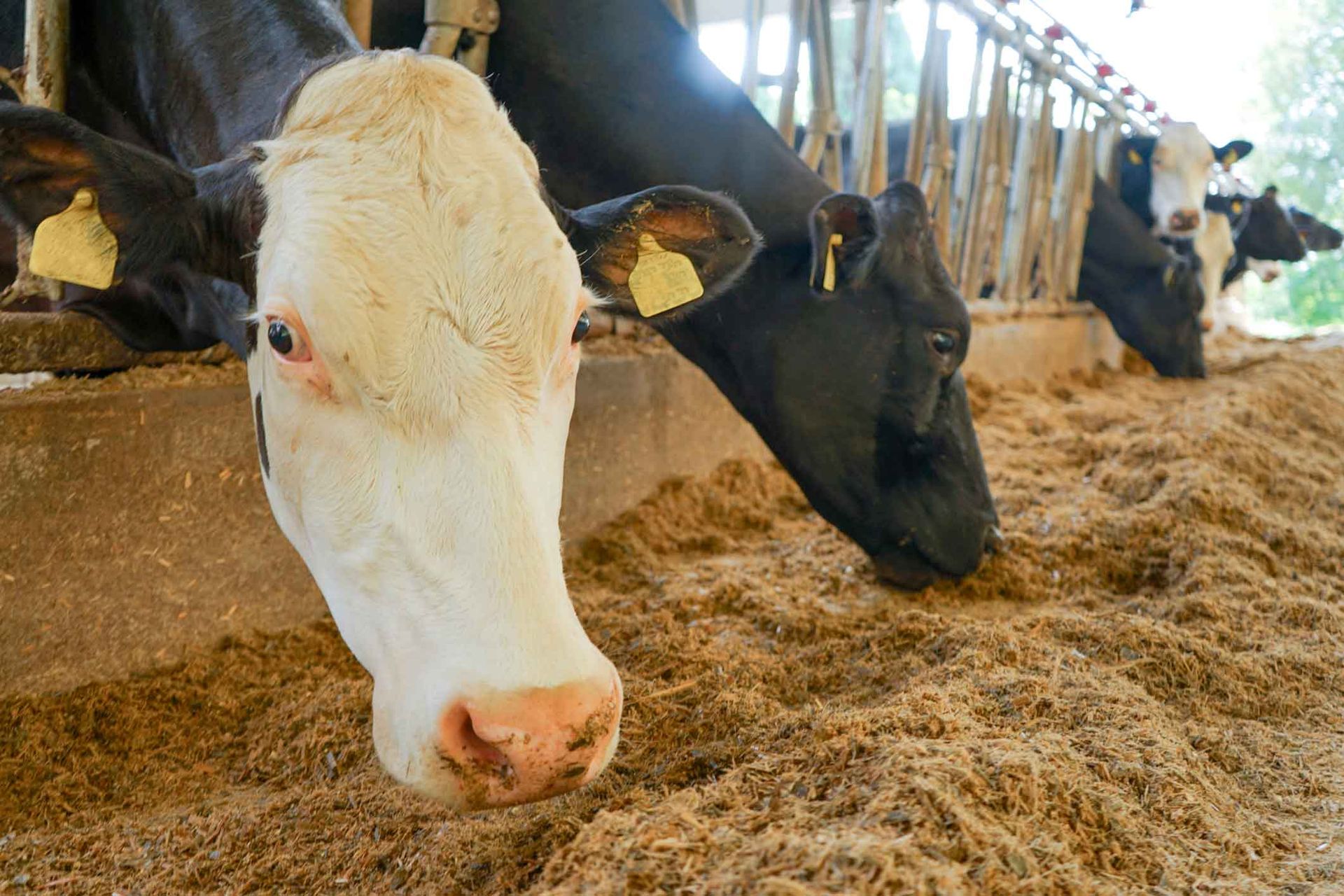 A herd of cows are eating hay in a barn.