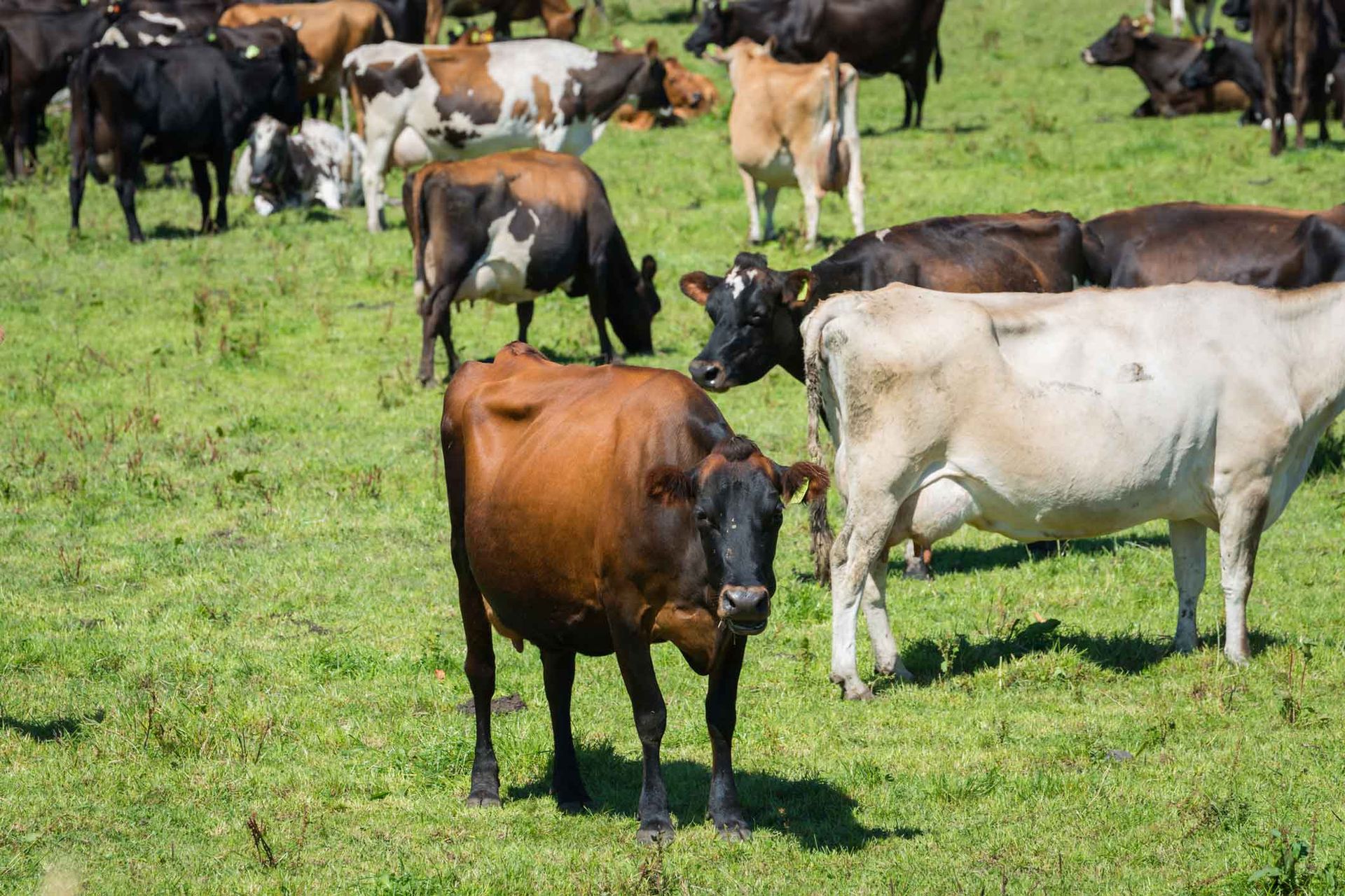 A herd of cows grazing in a grassy field.