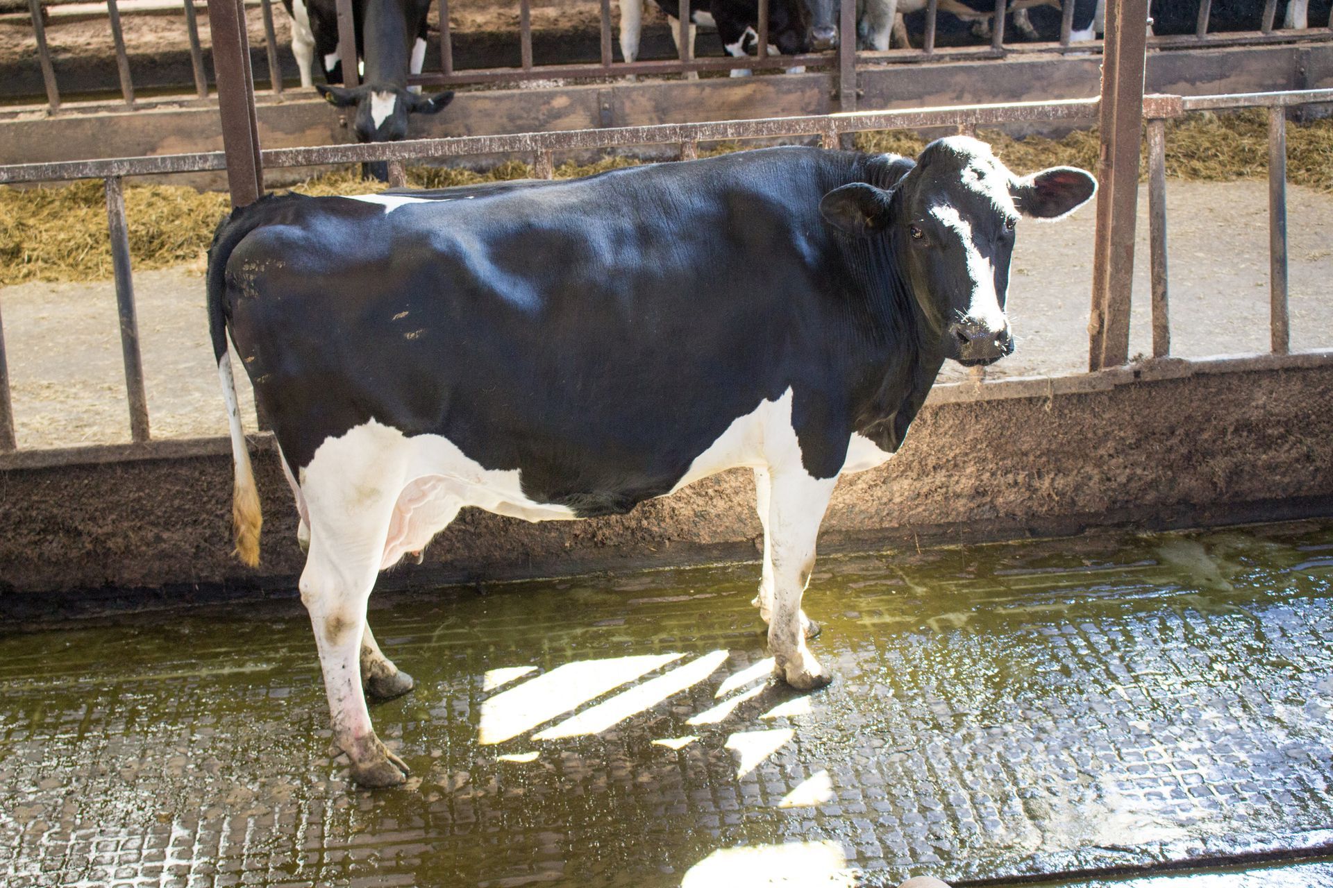 A black and white cow standing in a fenced in area