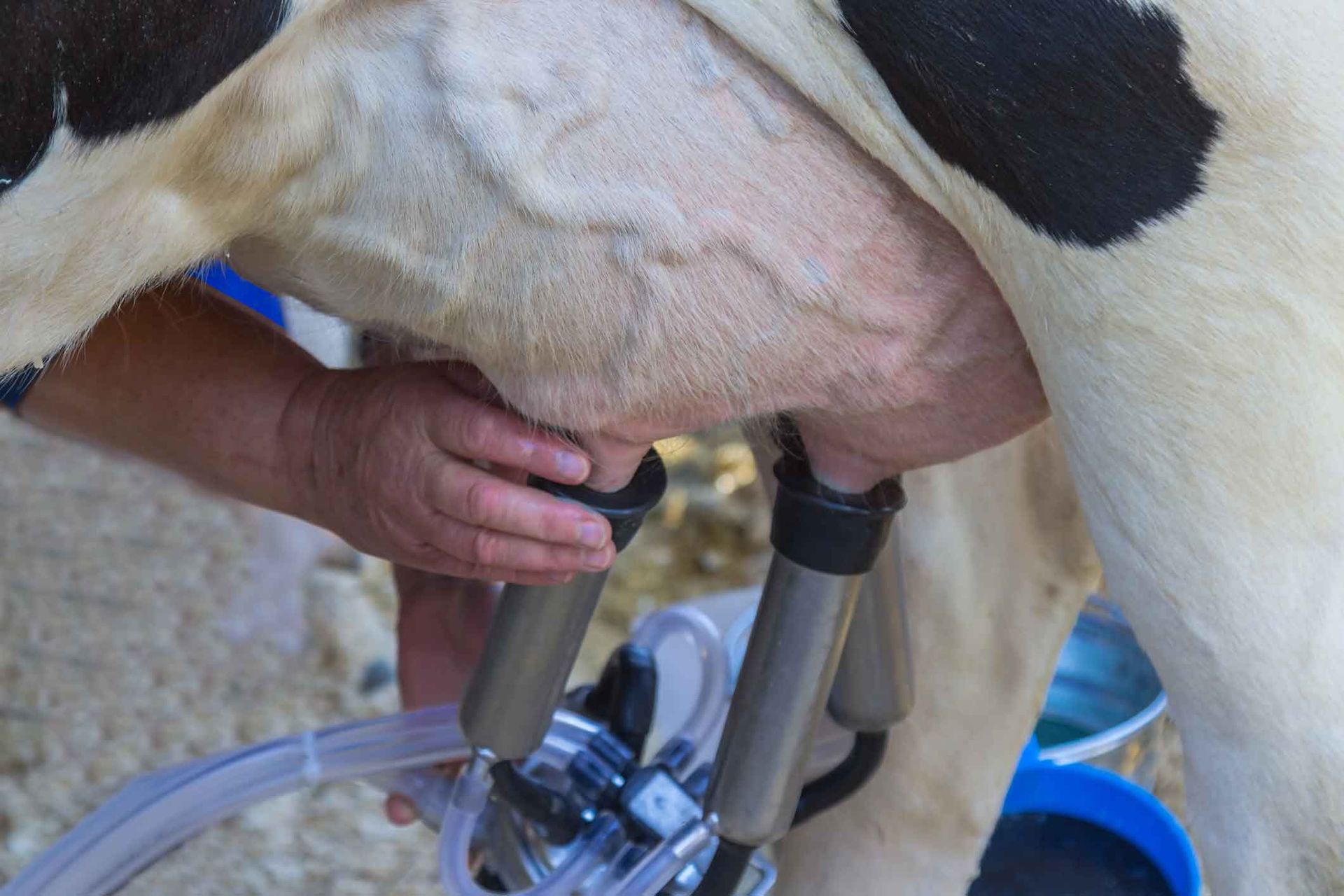 A person is milking a cow with a machine.