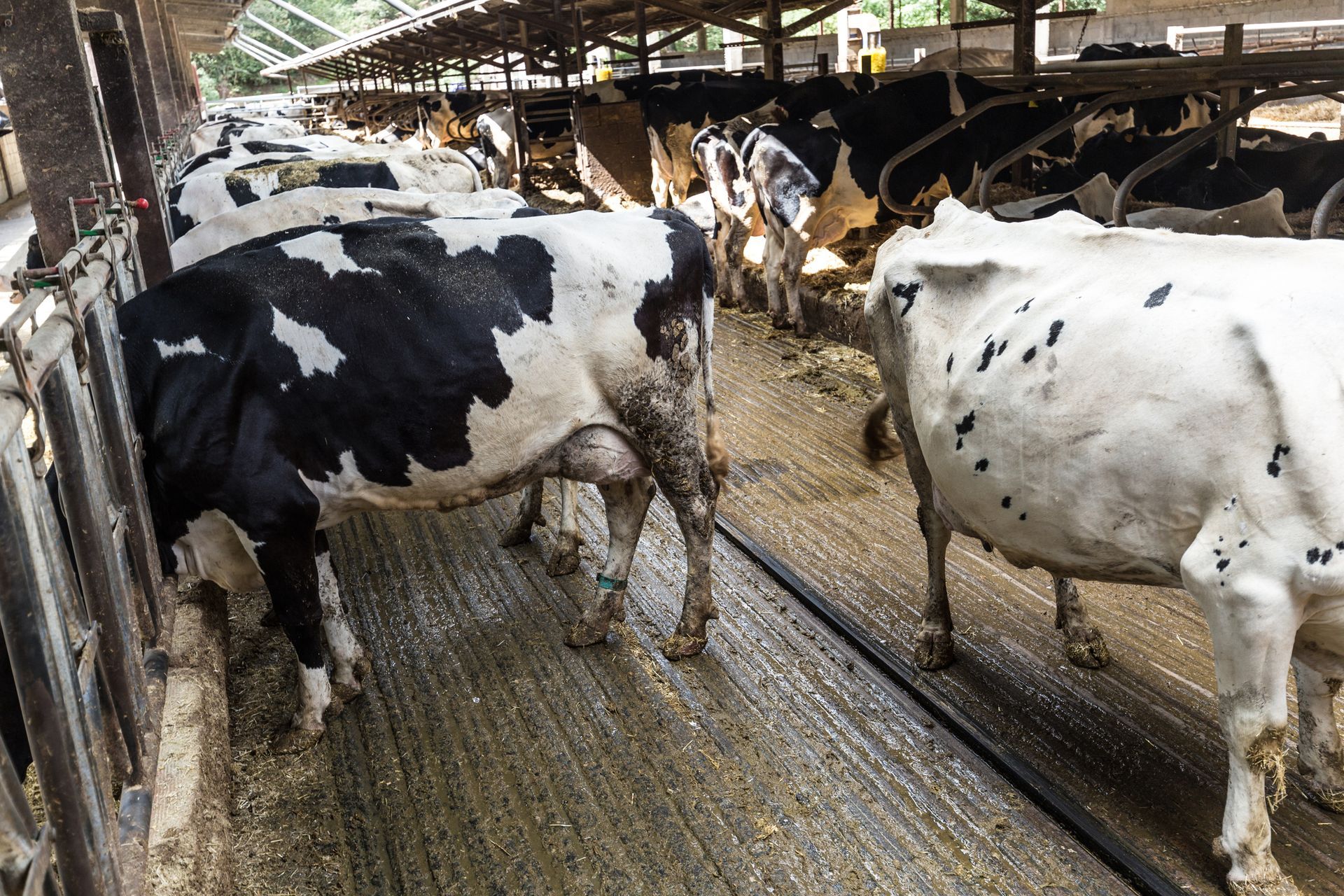 A herd of black and white cows are standing in a barn.