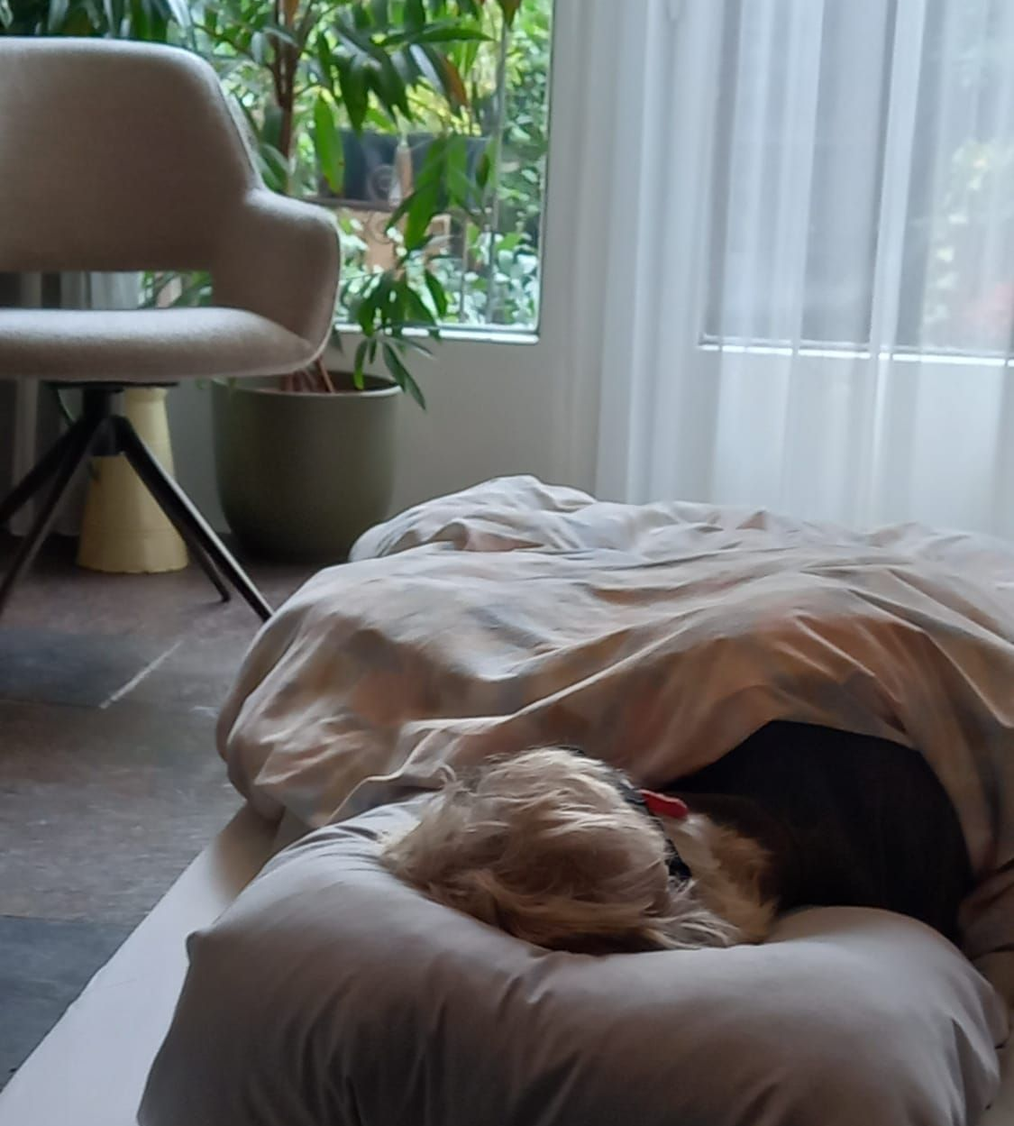 De praktijk van Nancy, hypnotherapeut, psycholoog en facilitator van psychedelische retreats, bevindt zich in gezondheidscentrum Zen Natuurlijk in Schijndel.