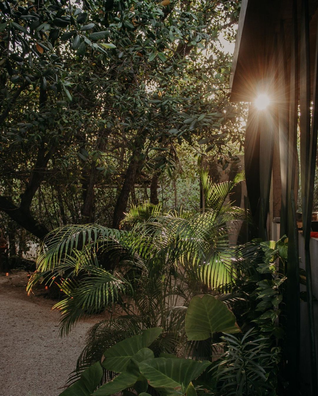 The sun is shining through the trees in the backyard of a house.