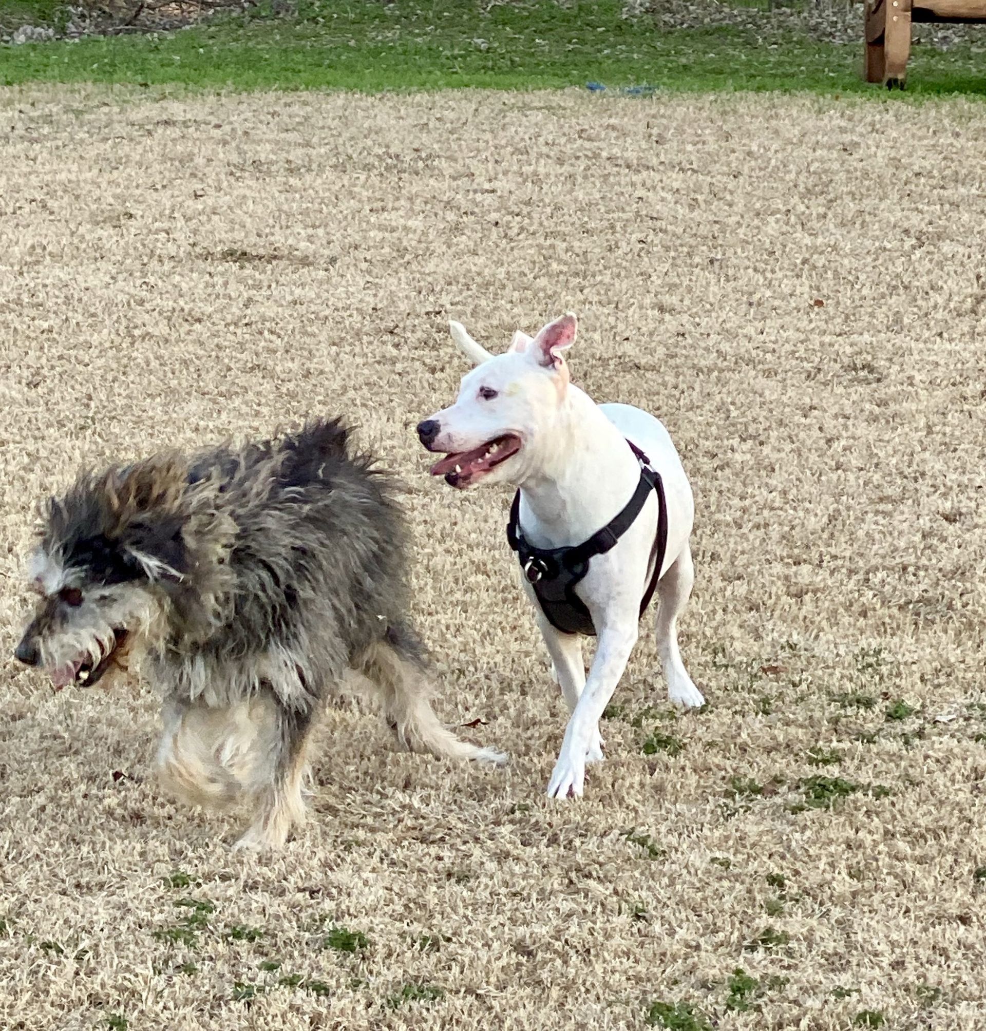 Two dogs running on dry grass. One is white, wearing a black harness; the other is gray and shaggy.