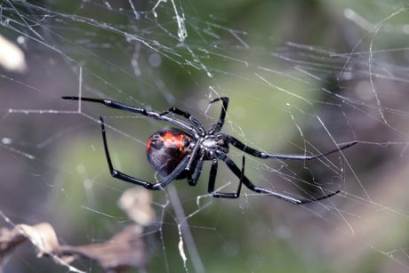 Redback Spider — Pest Control in Anna Bay, NSW