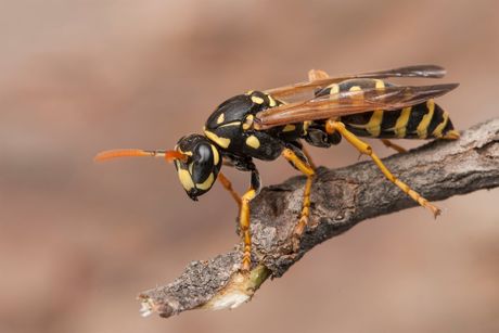 Wasp — Pest Control in Anna Bay, NSW