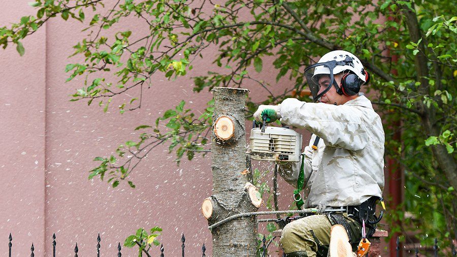 man cutting the tree using chain saw
