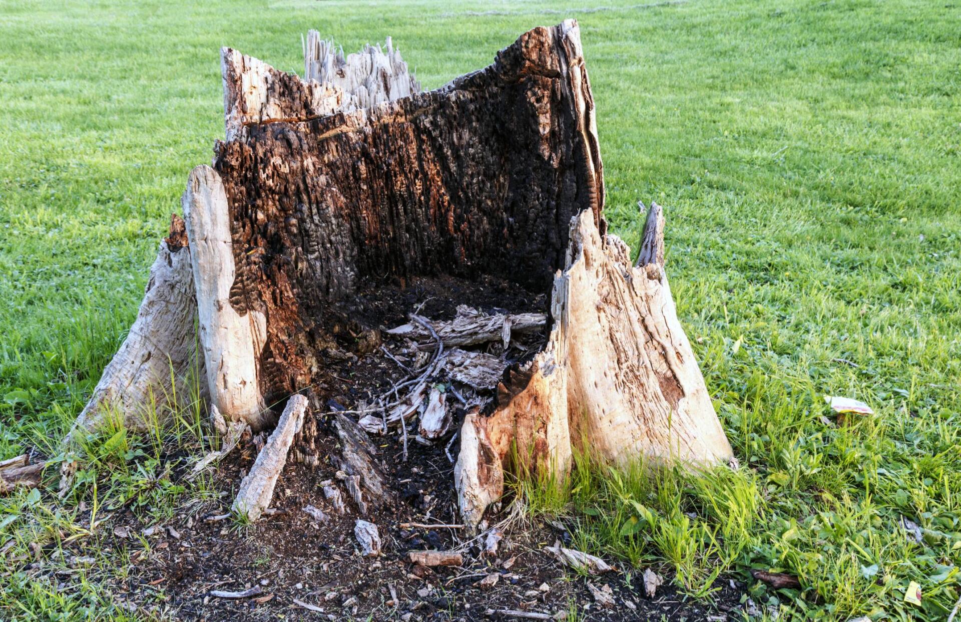 a ruined dry tree stump