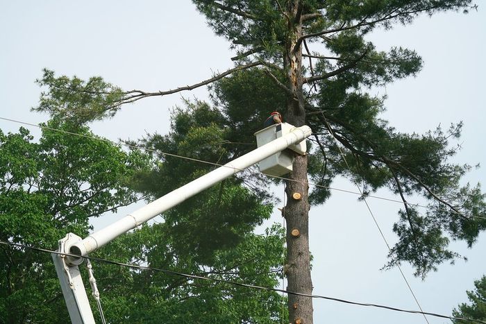 man on the crane truck to cut the tree branches