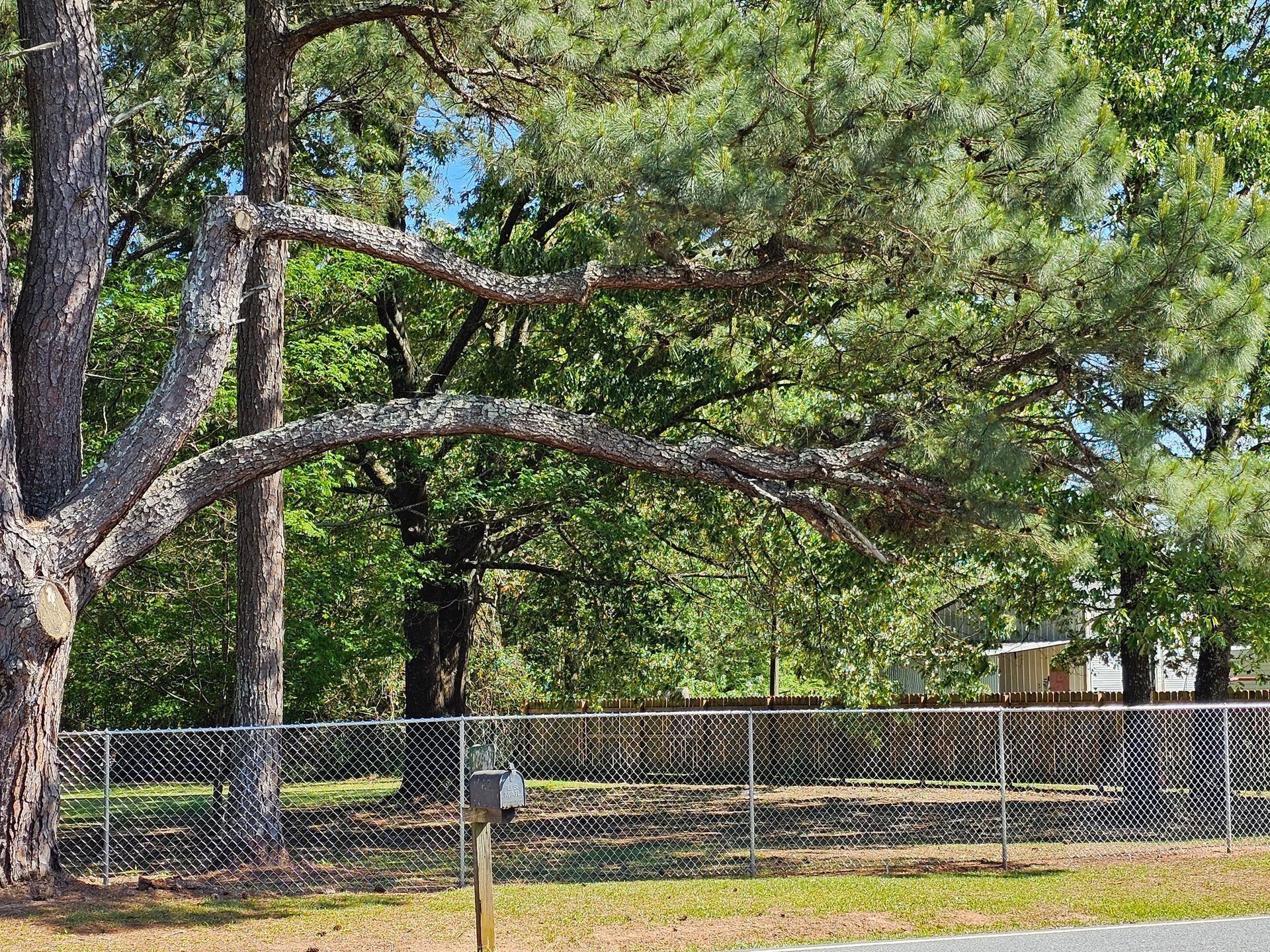 A large pine tree is surrounded by a chain link fence.