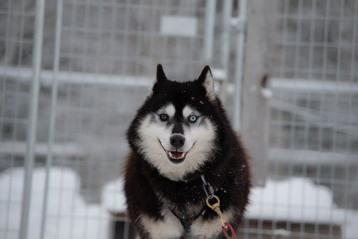 Nos huskies à Rovaniemi, l'équipe Wolf Trail