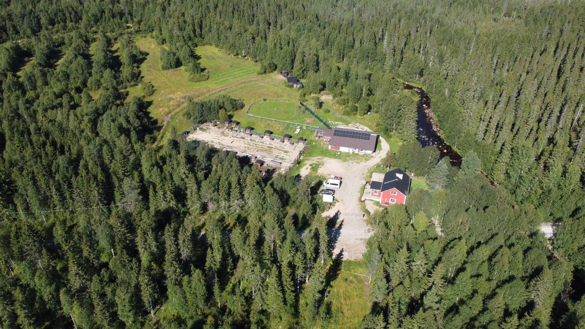 Wolf trail in summer