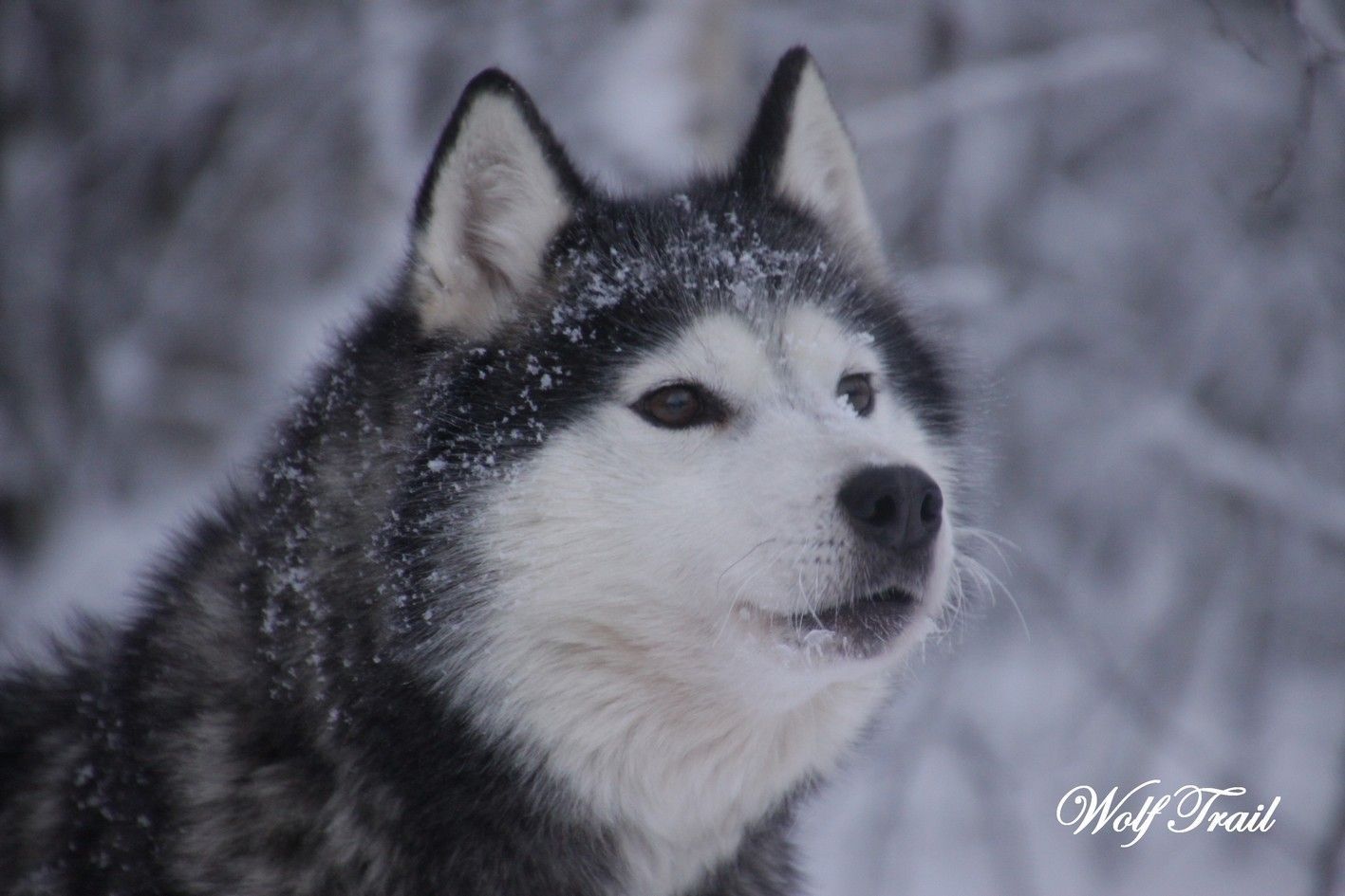 Nos huskies à Rovaniemi, l'équipe Wolf Trail