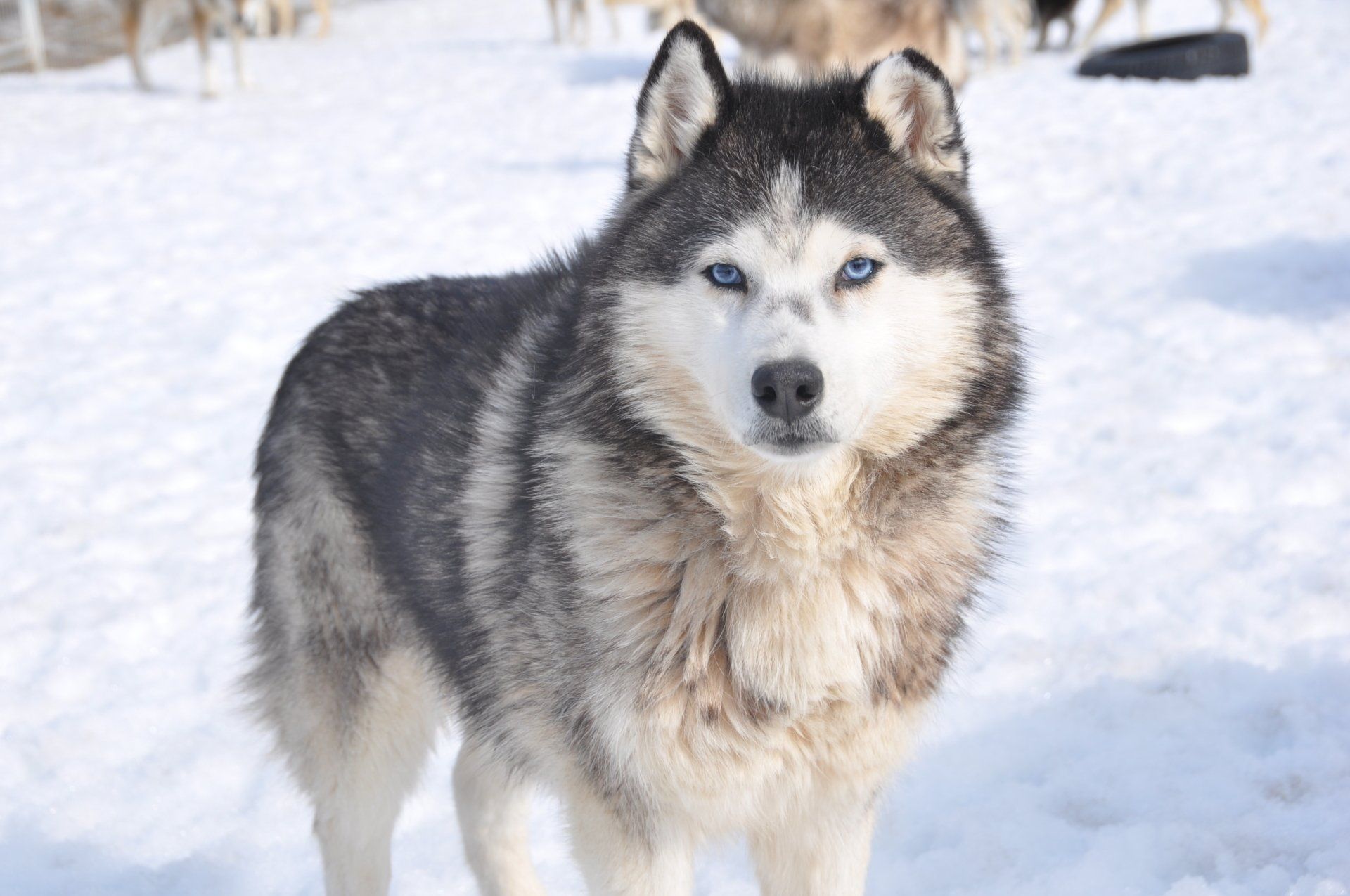 Nos chiens de traineau à Rovaniemi, l'équipe Wolf Trail