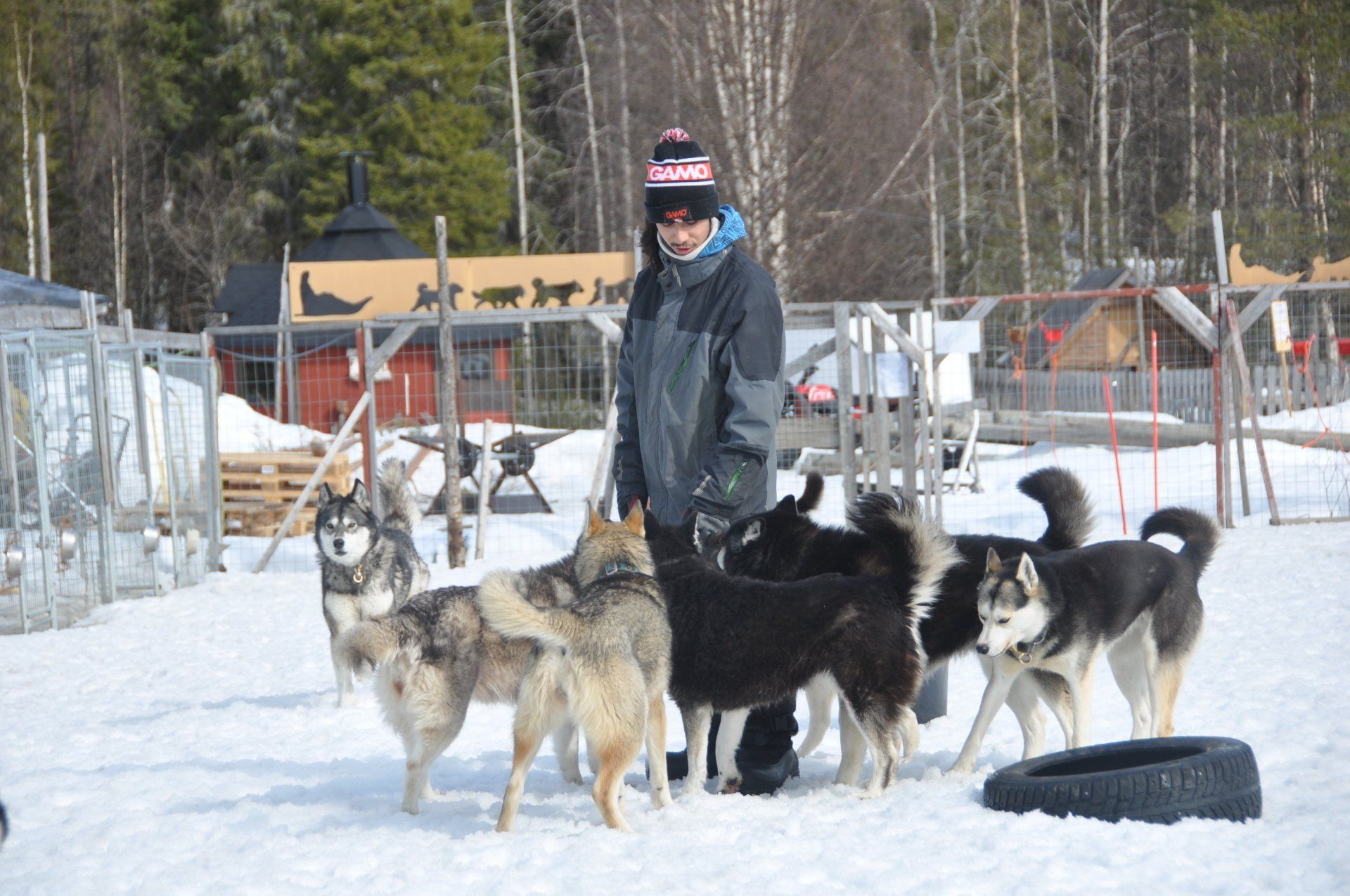 Nos chiens de traineau à Rovaniemi, l'équipe Wolf Trail