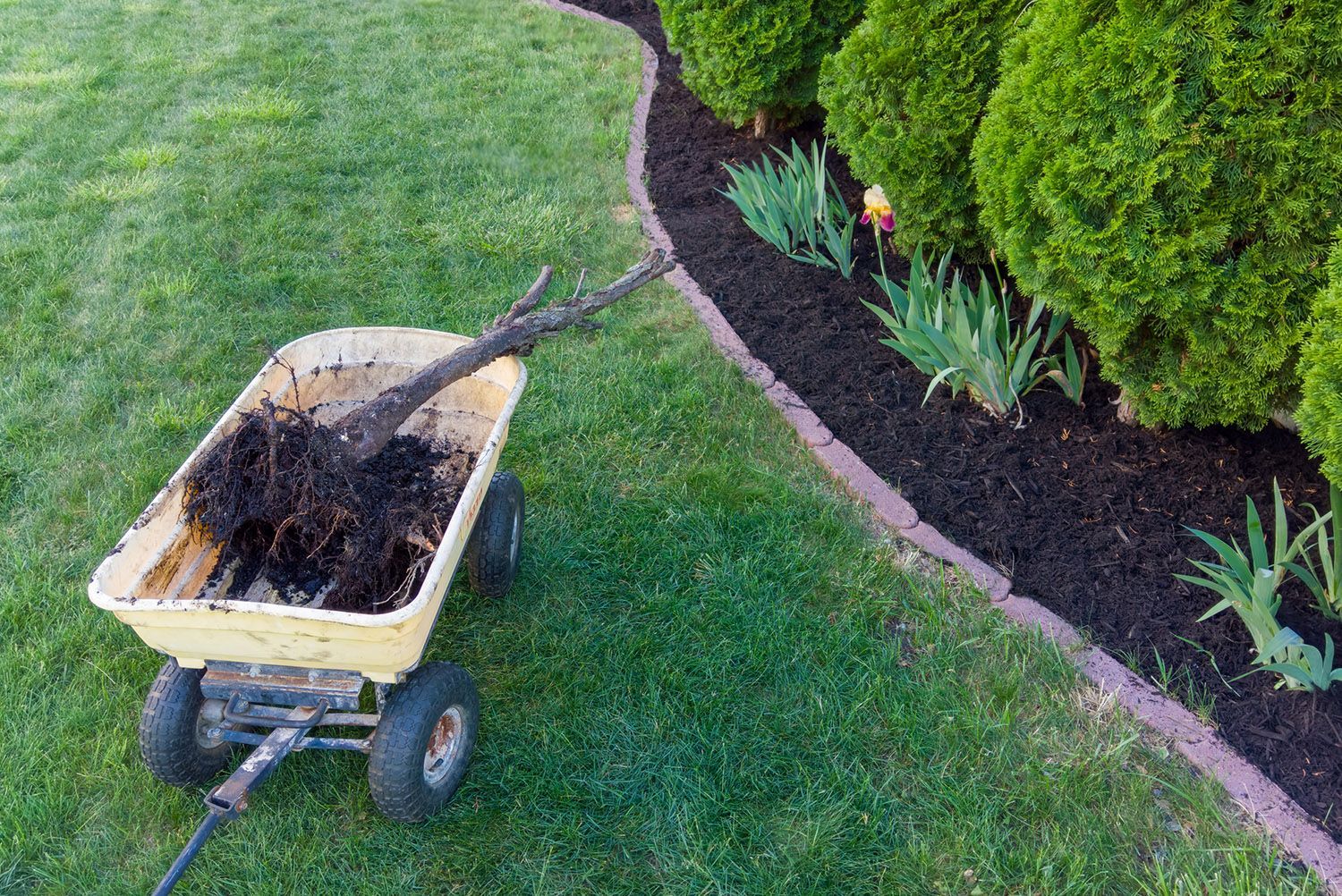 A wheelbarrow filled with dirt is sitting on top of a lush green lawn.