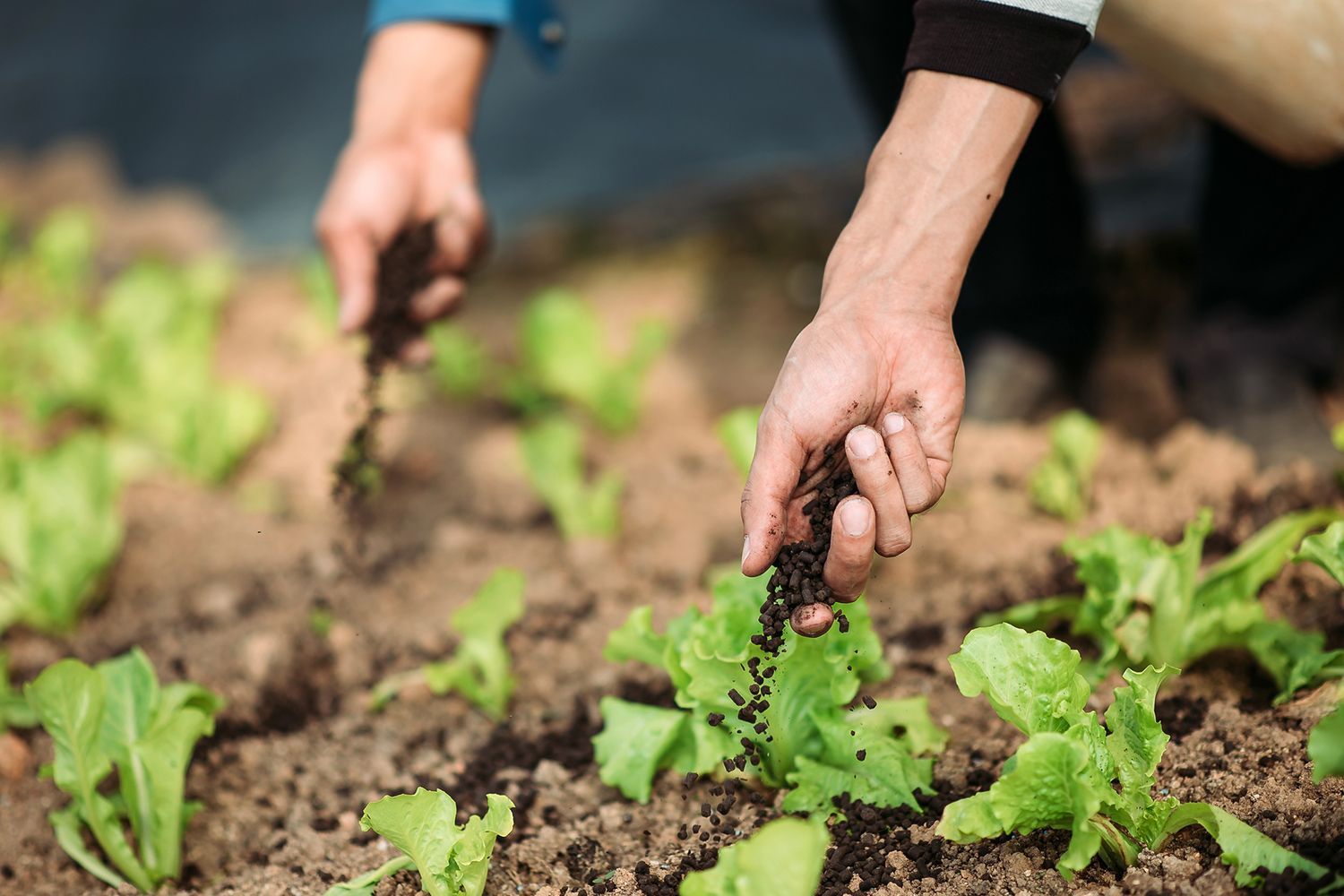 A person is planting lettuce in a garden.