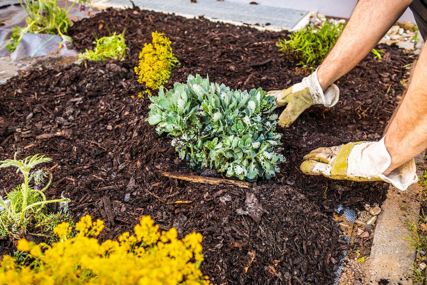 A person is planting a plant in a garden.