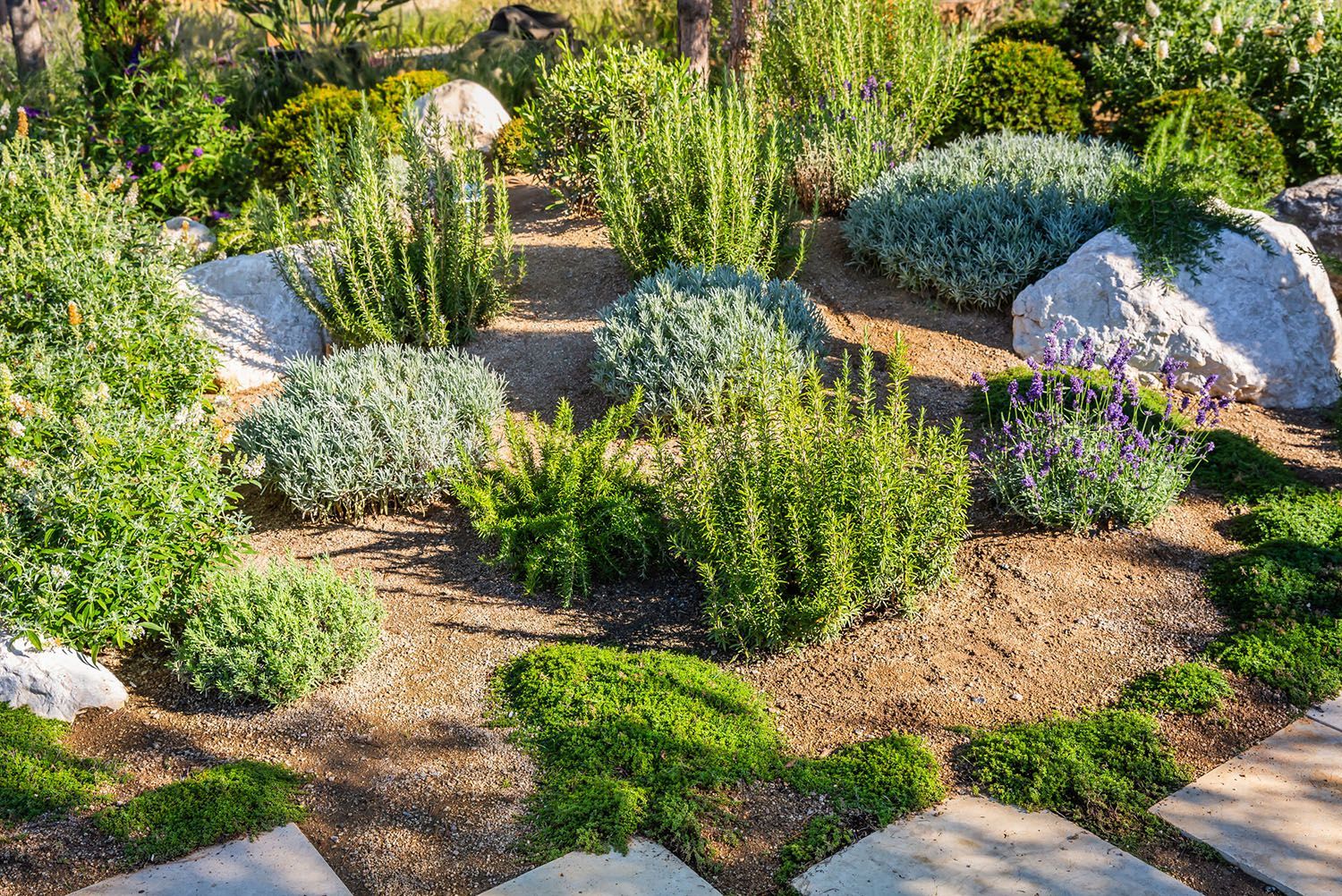 A garden filled with lots of plants and rocks.