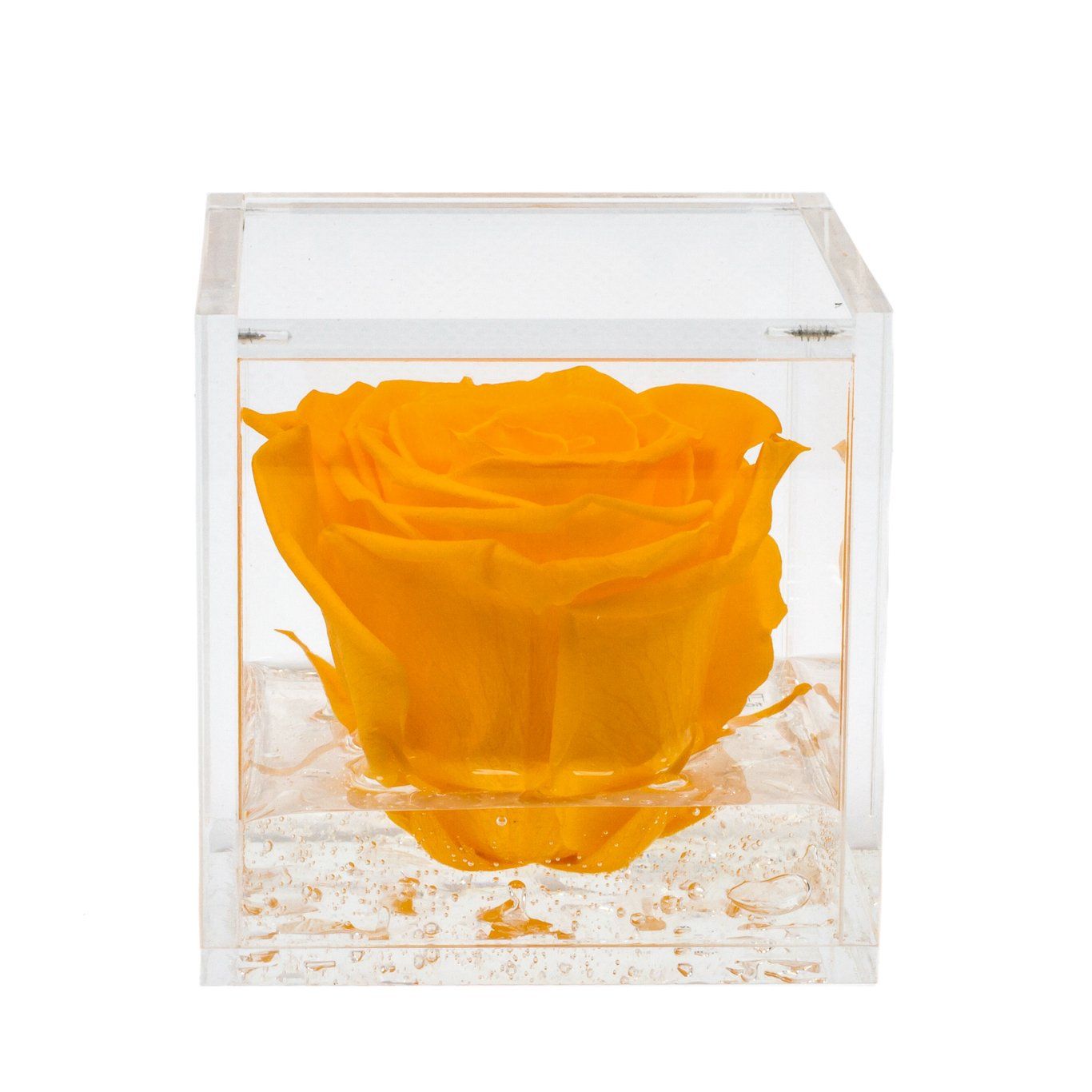 Rosa gialla stabilizzata