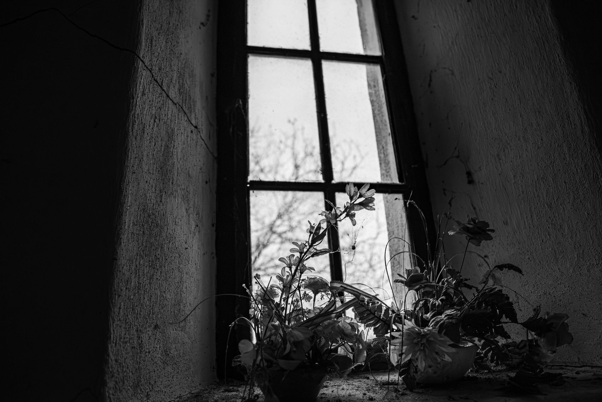 A professional is replacing a window