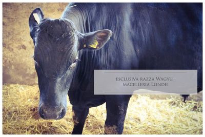 Bovini Da Latte Montecalvo In Foglia Pu Azienda Agricola Nonno Ciro