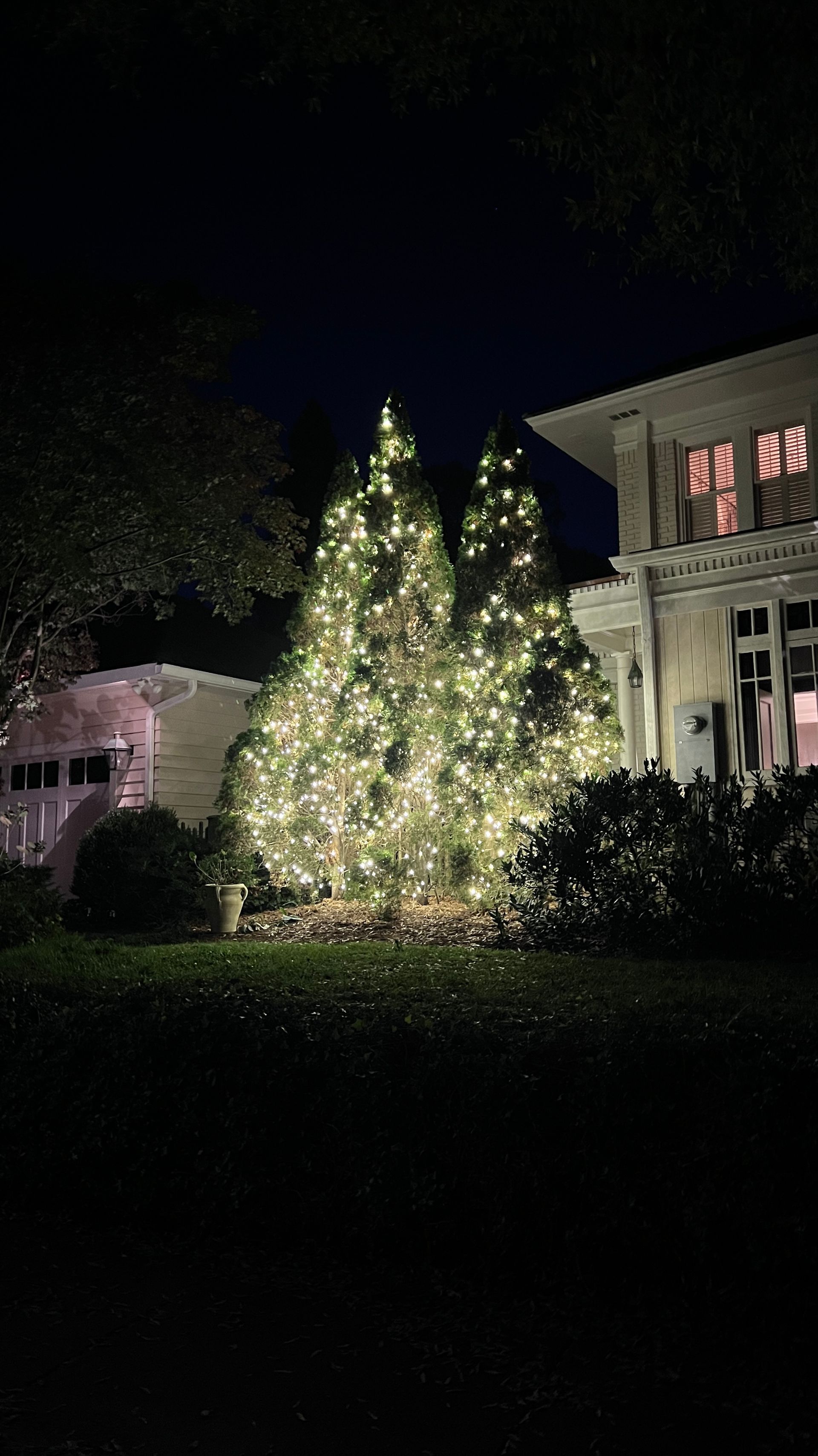 Evergreen trees lit with warm white lights in front of a white house at night.