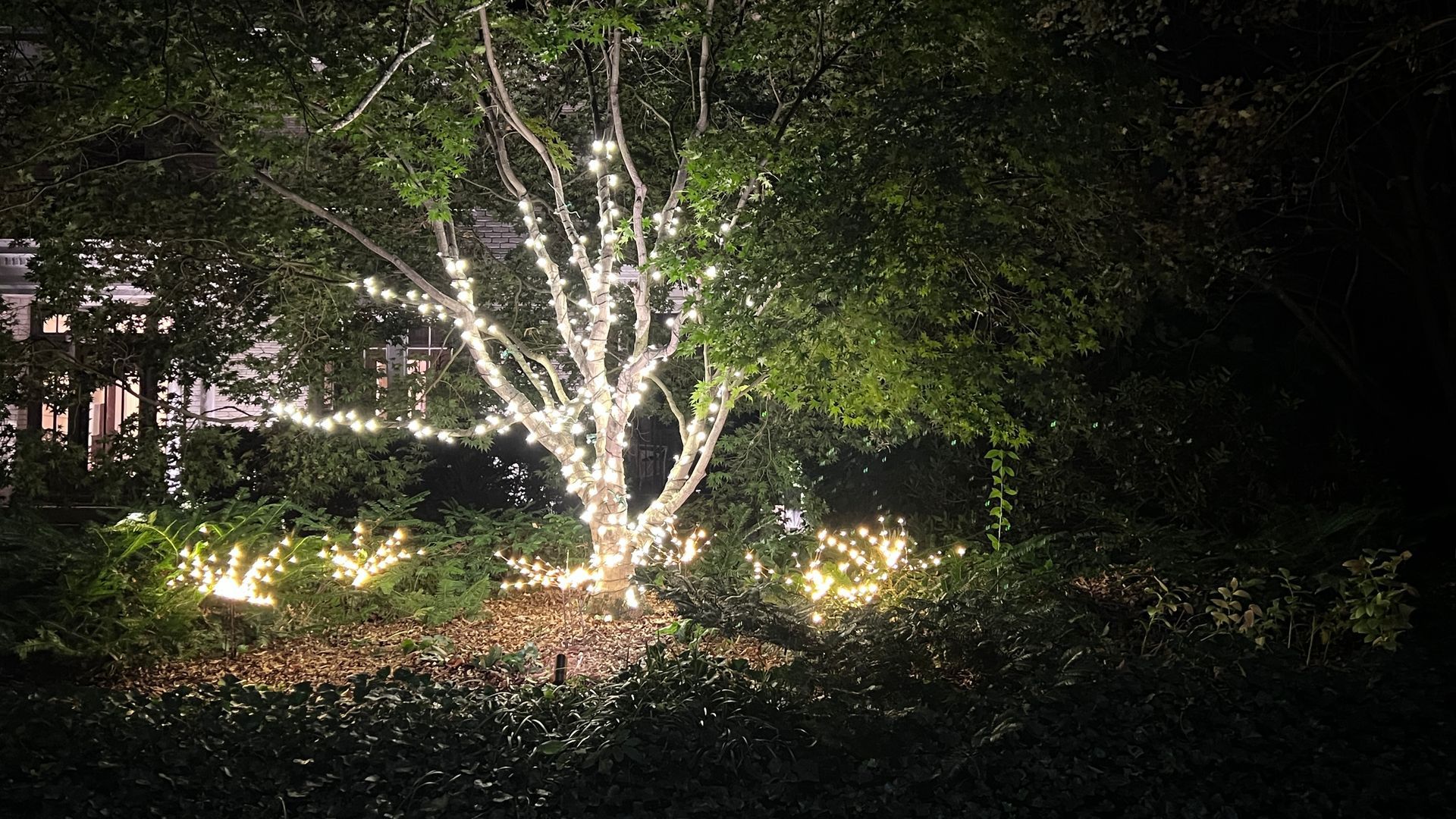 Outdoor tree wrapped in warm white Christmas lights in landscaped yard