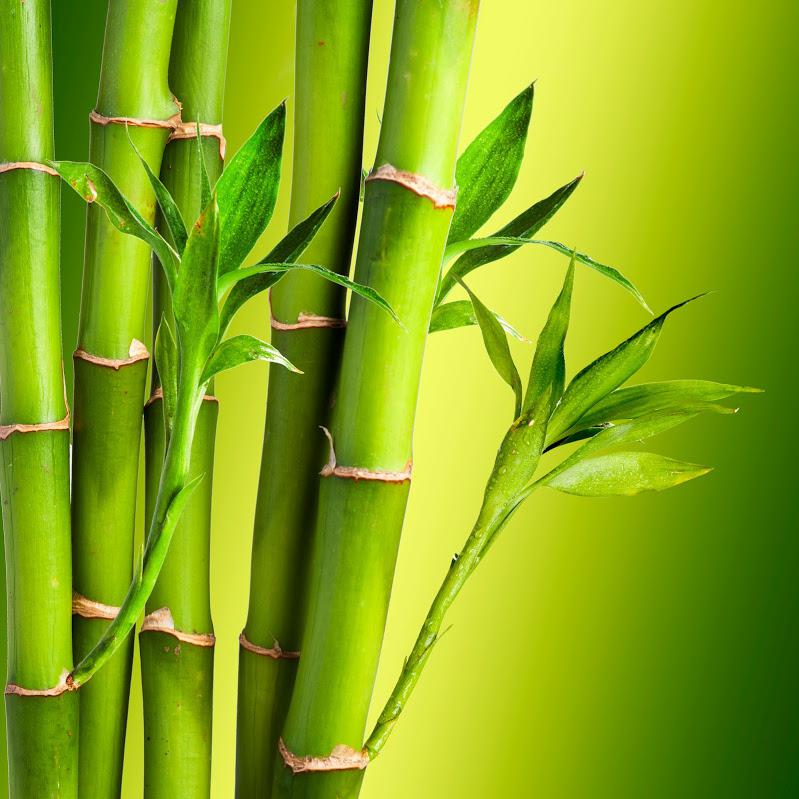 Bamboo Treatments — Green Bamboo in Los Angeles, CA