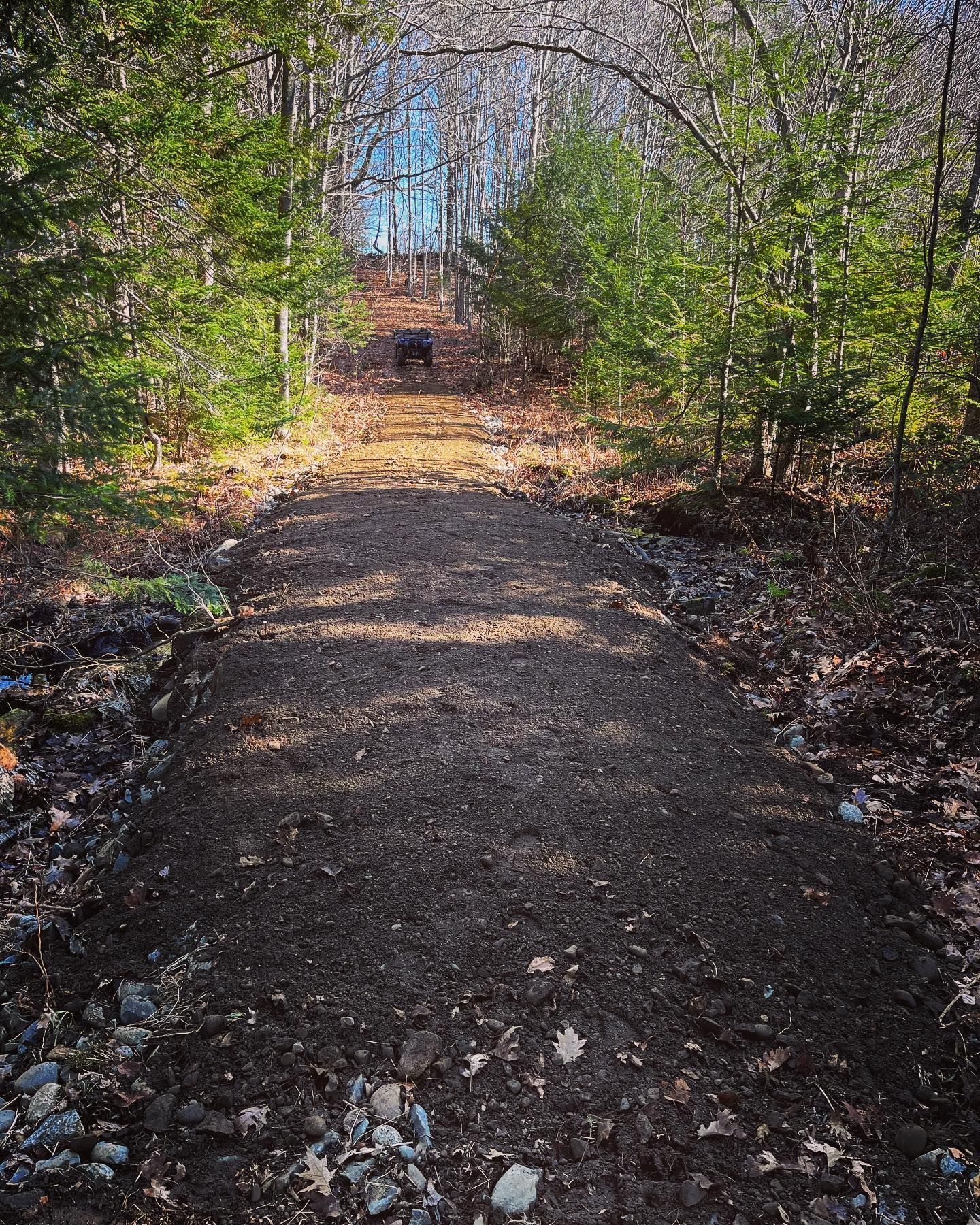 A dog is walking down a dirt path in the woods.