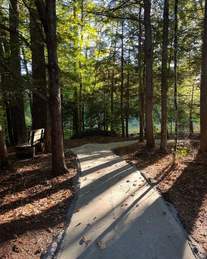 The sun is shining through the trees on a path in the woods.