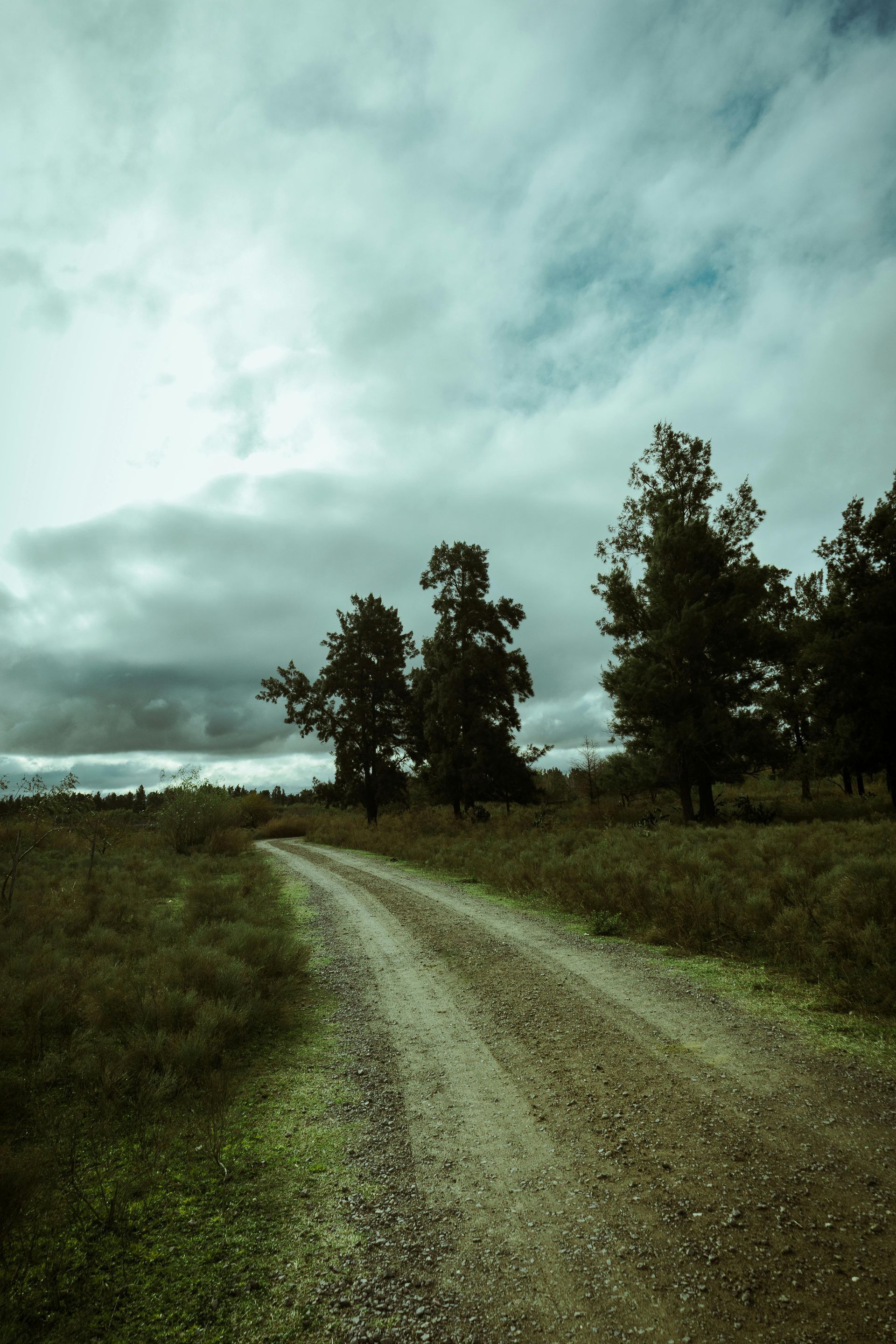 A dirt road going through a grassy field with trees on the side