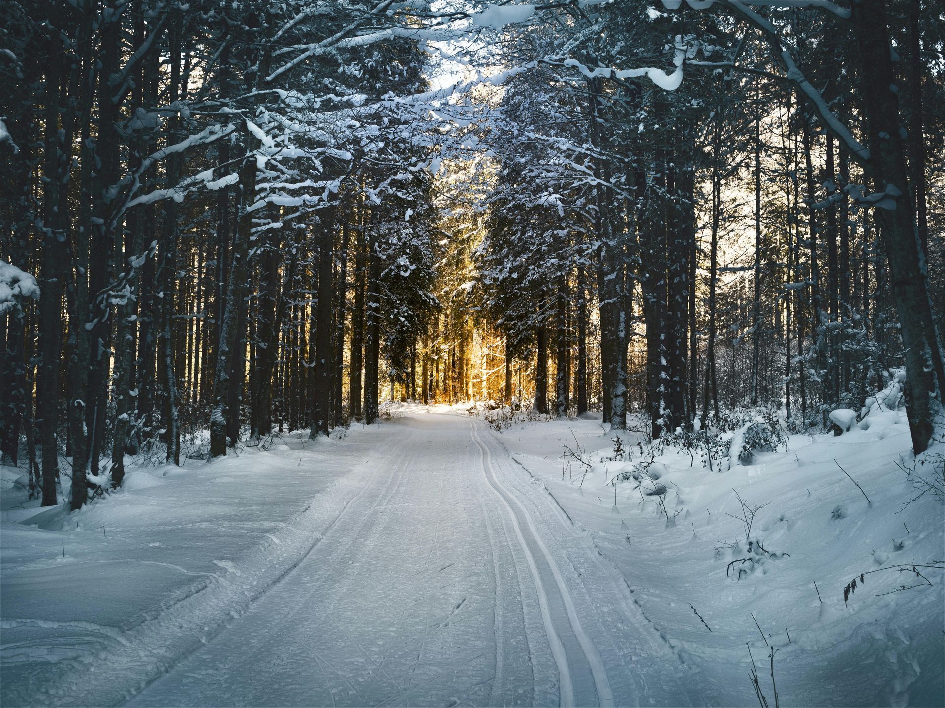 A snowy road in the middle of a forest