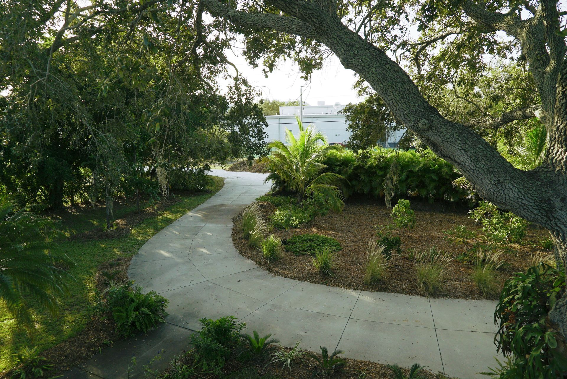 Bring Back Eden designed and installed this food forest system with bananas, mangos, avocados, & citrus outside Orlando.