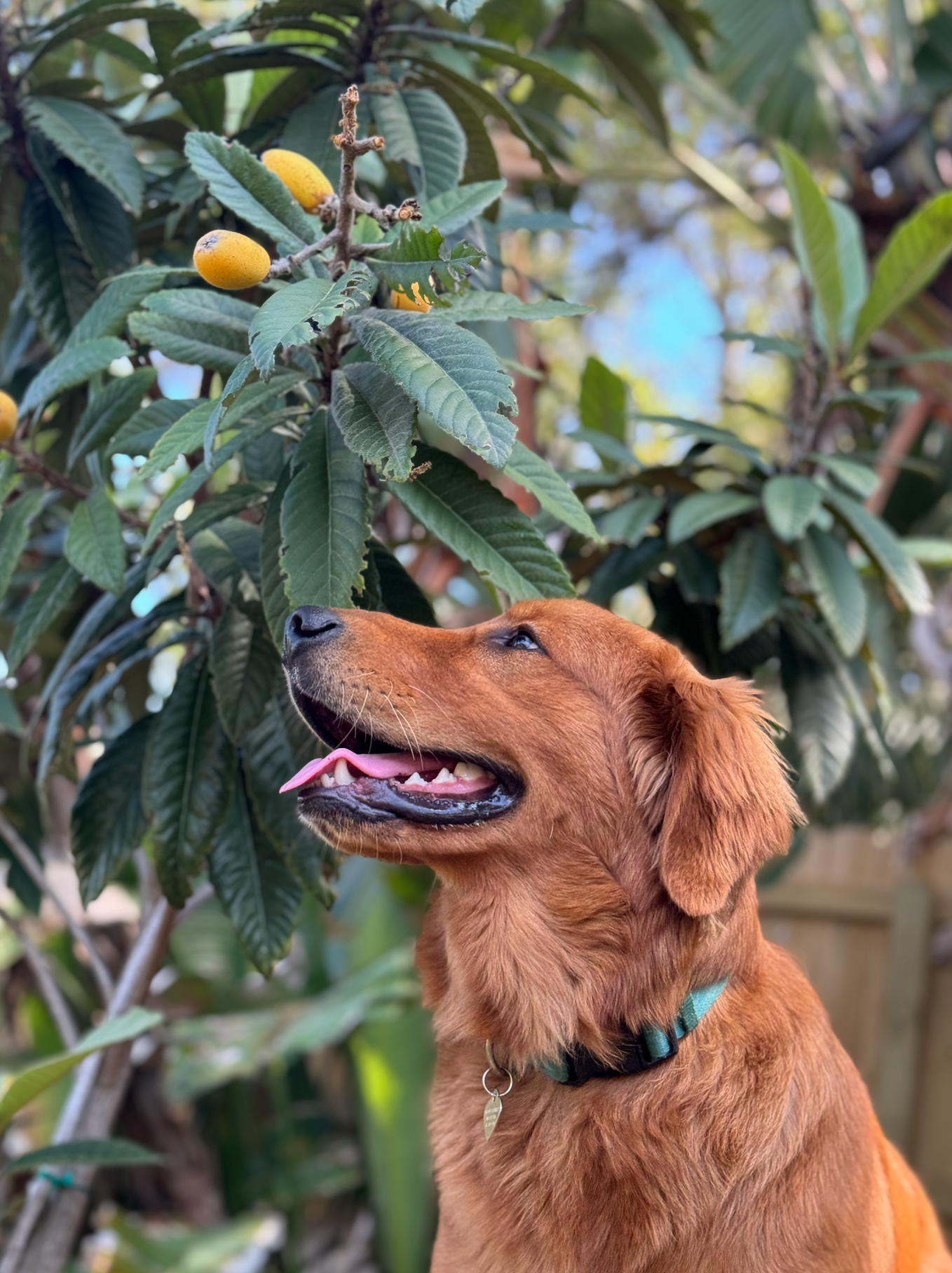 Bring Back Eden's Golden Retriever mascot Sunny loves Bradenton loquats in this food forest.
