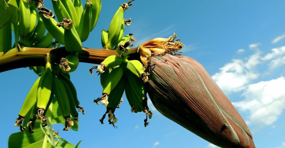Bring Back Eden is a food forest installation company out of Florida that is growing tropical fruits like bananas.