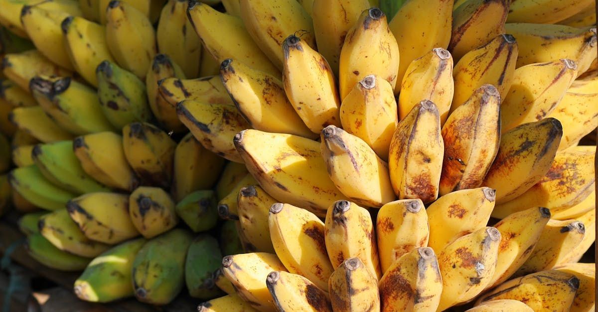 Bring Back Eden is a food forest installation company out of Florida that is growing tropical fruits like bananas.