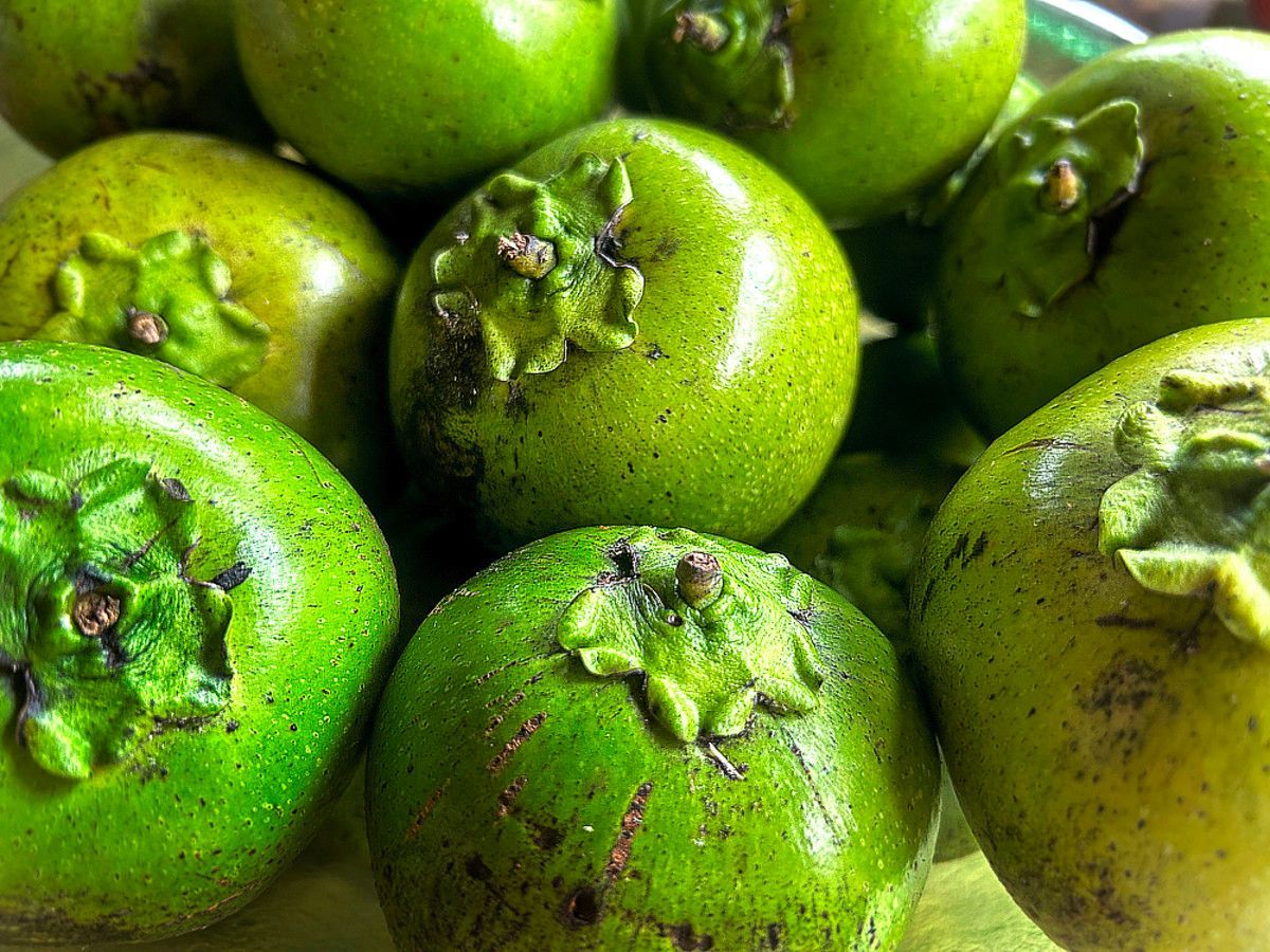 Bring Back Eden is a food forest installation company out of Florida growing Black Sapote.