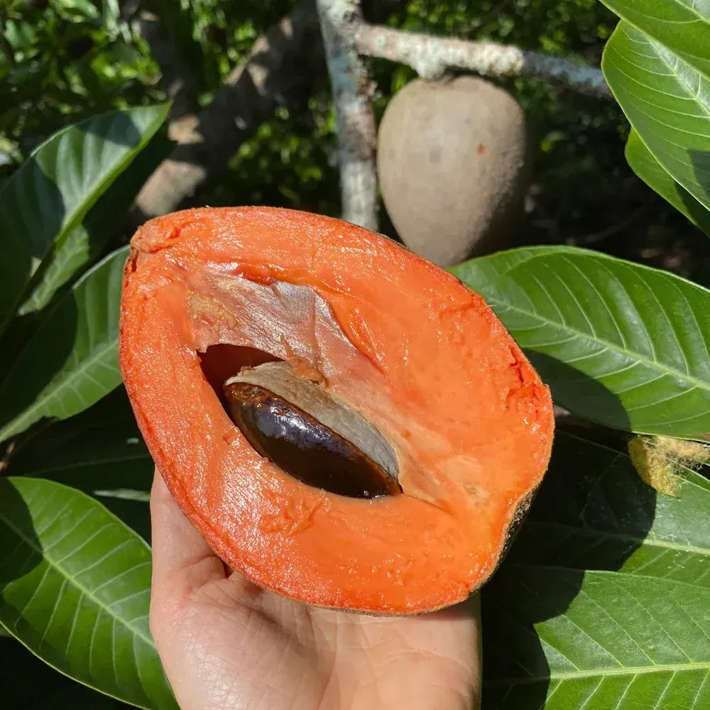 Bring Back Eden is a food forest installation company out of Florida that is growing mamey Sapote.
