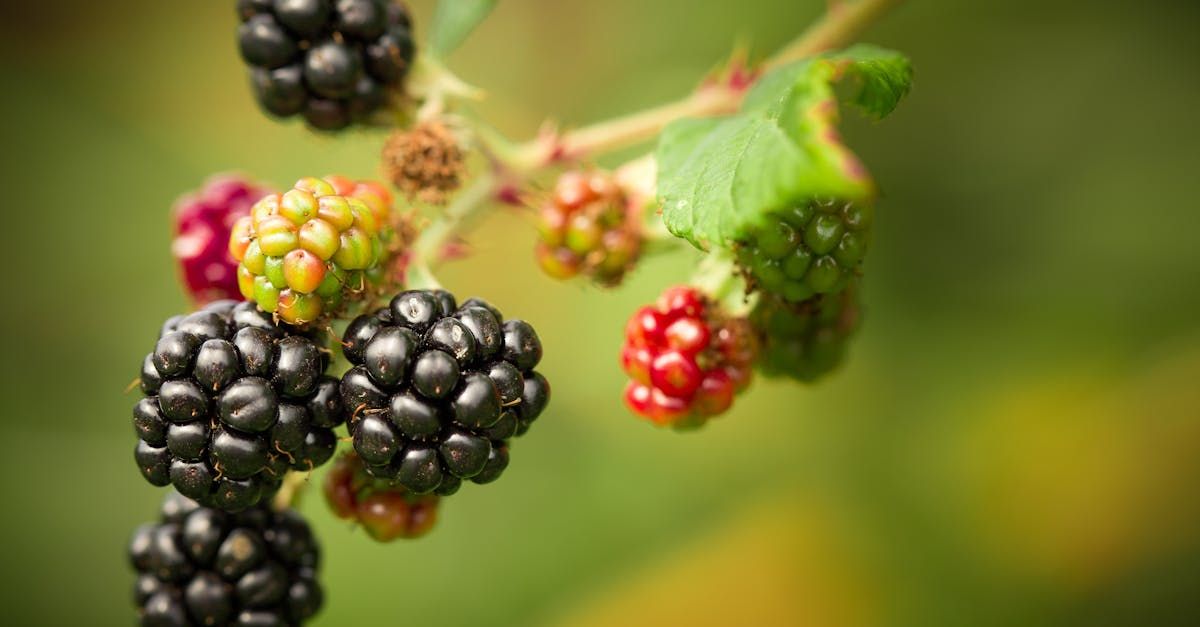 Bring Back Eden is a food forest installation company out of Florida growing tropical fruits like blackberries.